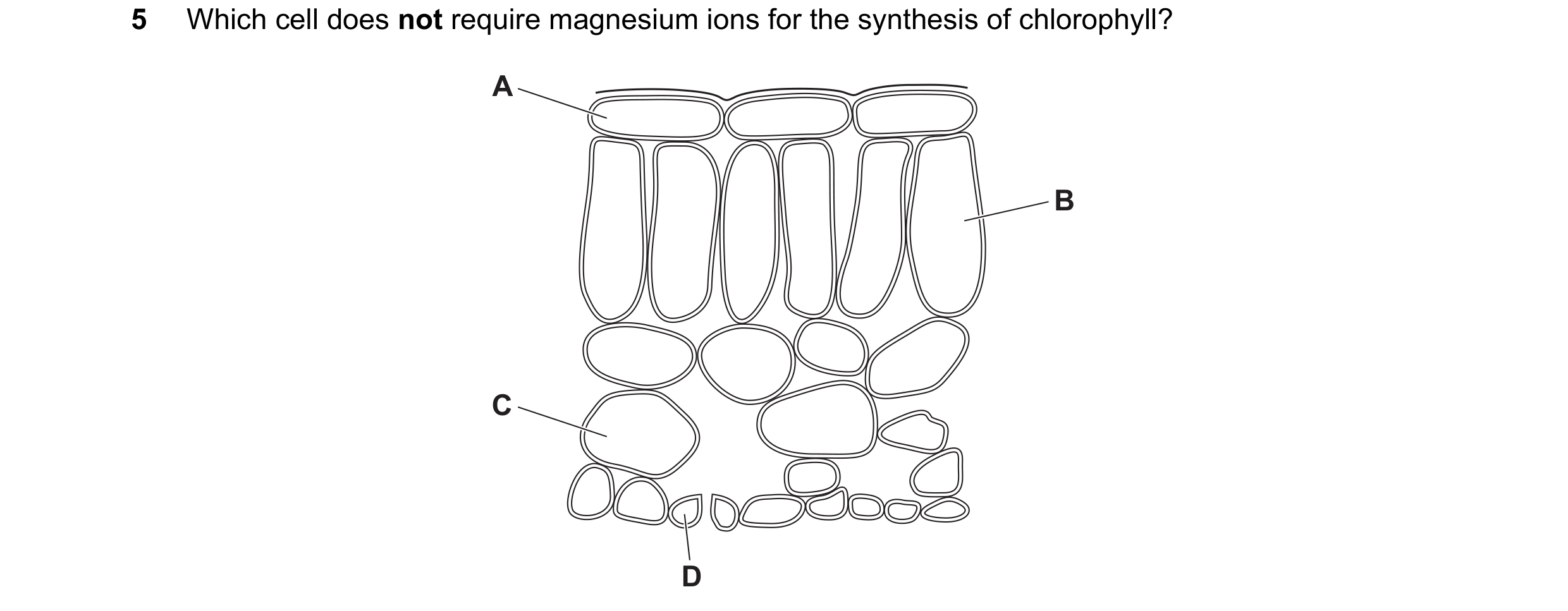 Question 31: Which cell does not require magnesium ions for the synthesis of chlorophyll? A B C D