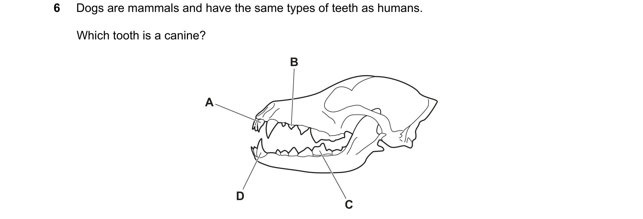 Question 10: Dogs are mammals and have the same types of teeth as humans. Which tooth is a canine? B A D C
