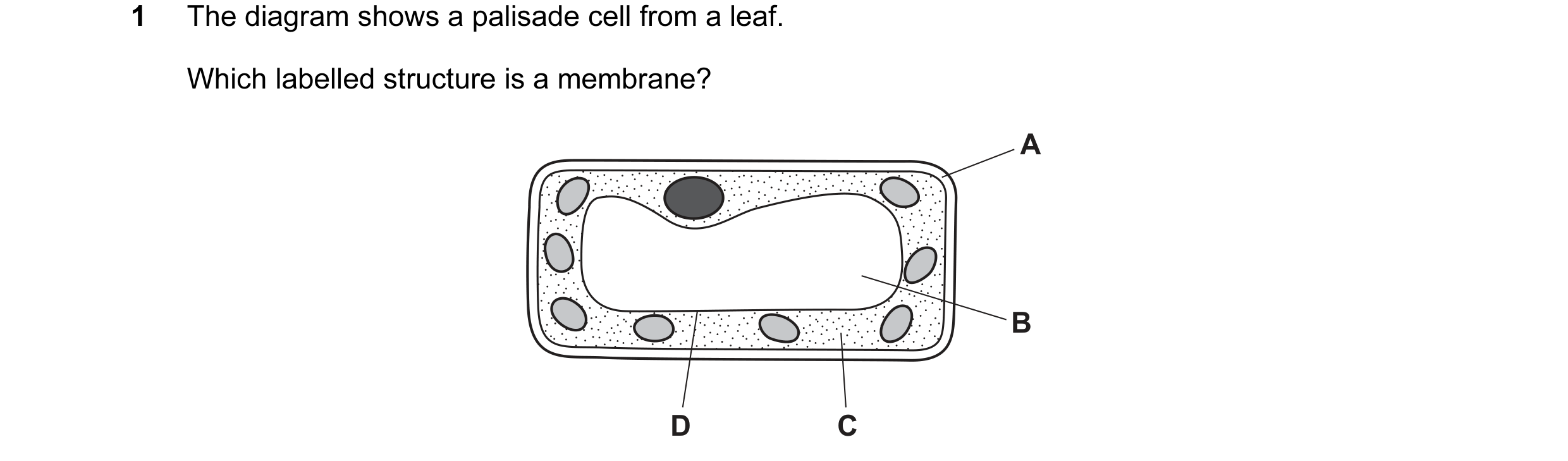 Question 28: The diagram shows a palisade cell from a leaf. Which labelled structure is a membrane? A B D C