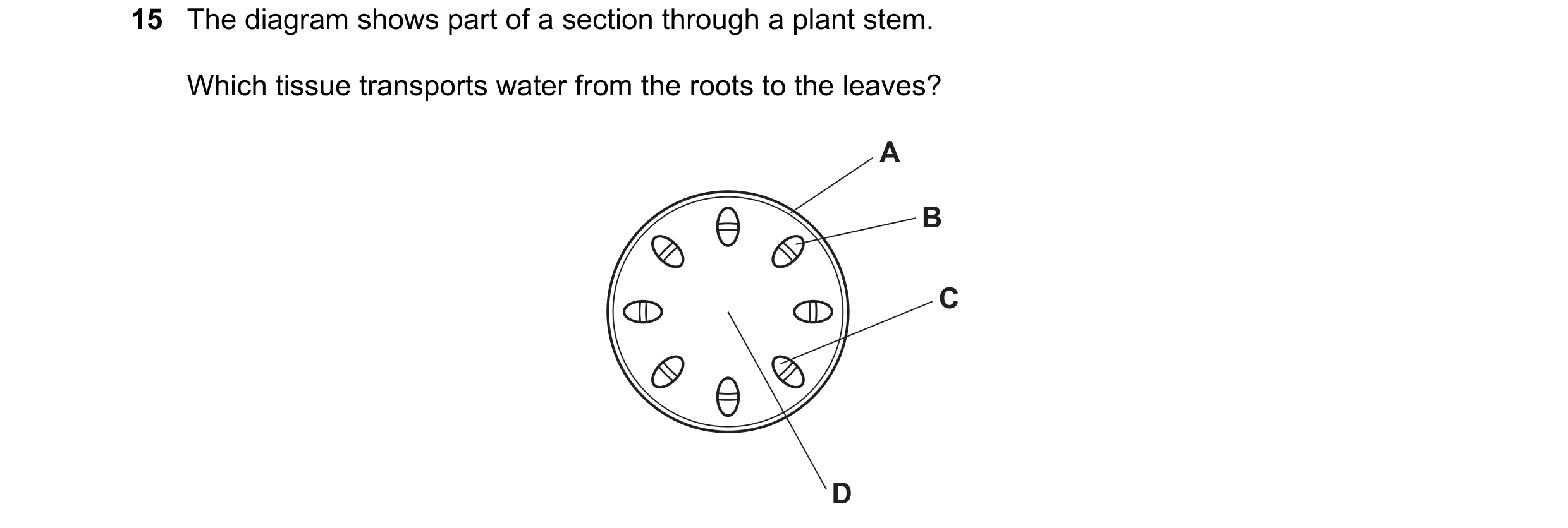 Question 1: The diagram shows part of a section through a plant stem. Which tissue transports water from the roots to the leaves? A B C D