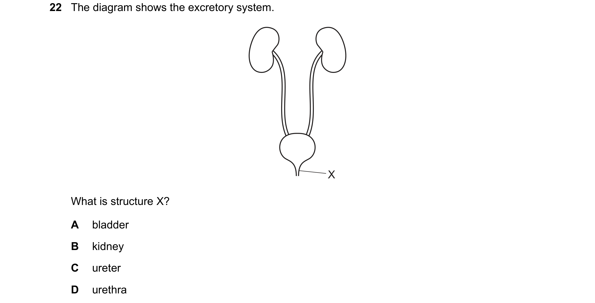 Question 1: The diagram shows the excretory system. X What is structure X? A bladder B kidney C ureter D urethra