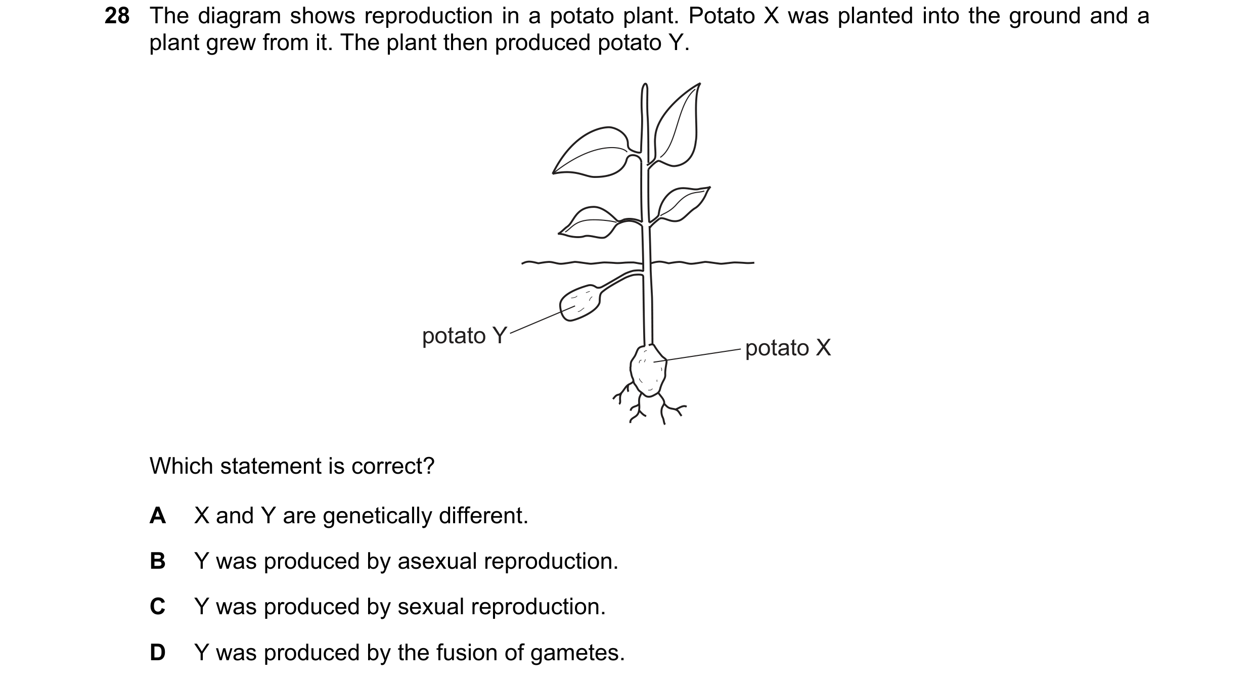 Question 1: The diagram shows reproduction in a potato plant. Potato X was planted into the ground and a plant grew from it. The plant then produced po…