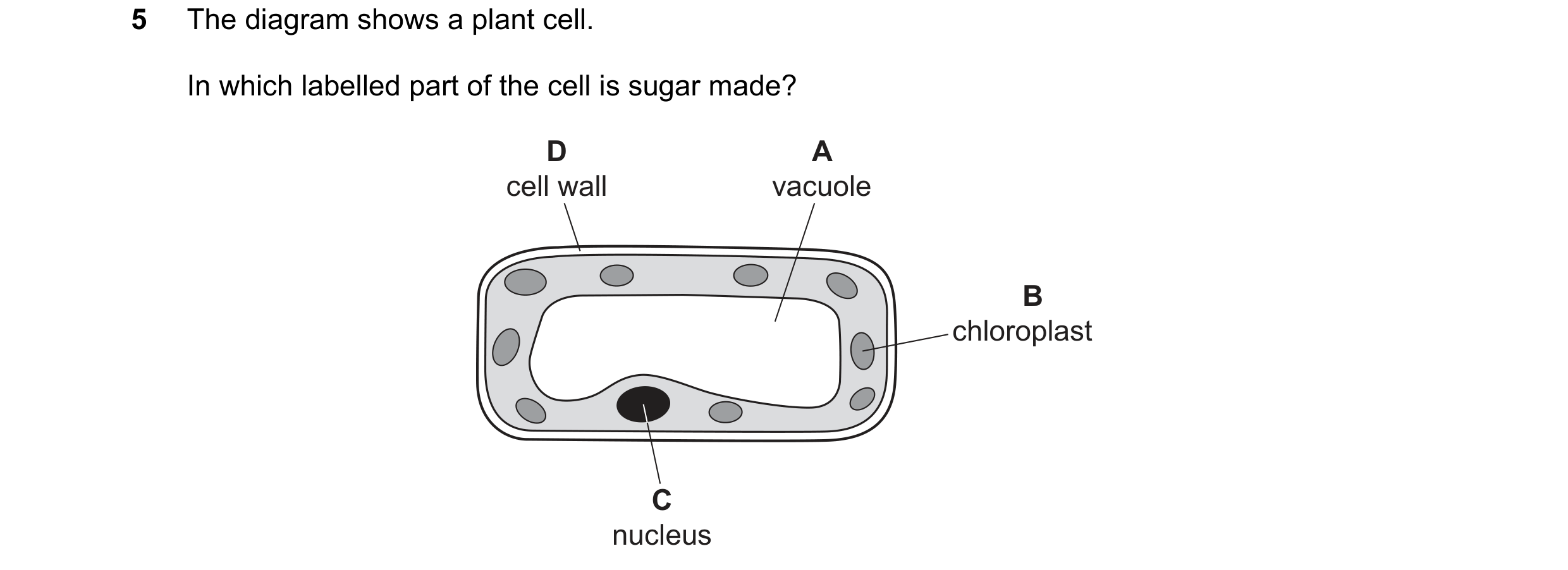 Question 1: The diagram shows a plant cell. In which labelled part of the cell is sugar made? D A cell wall vacuole B chloroplast C nucleus