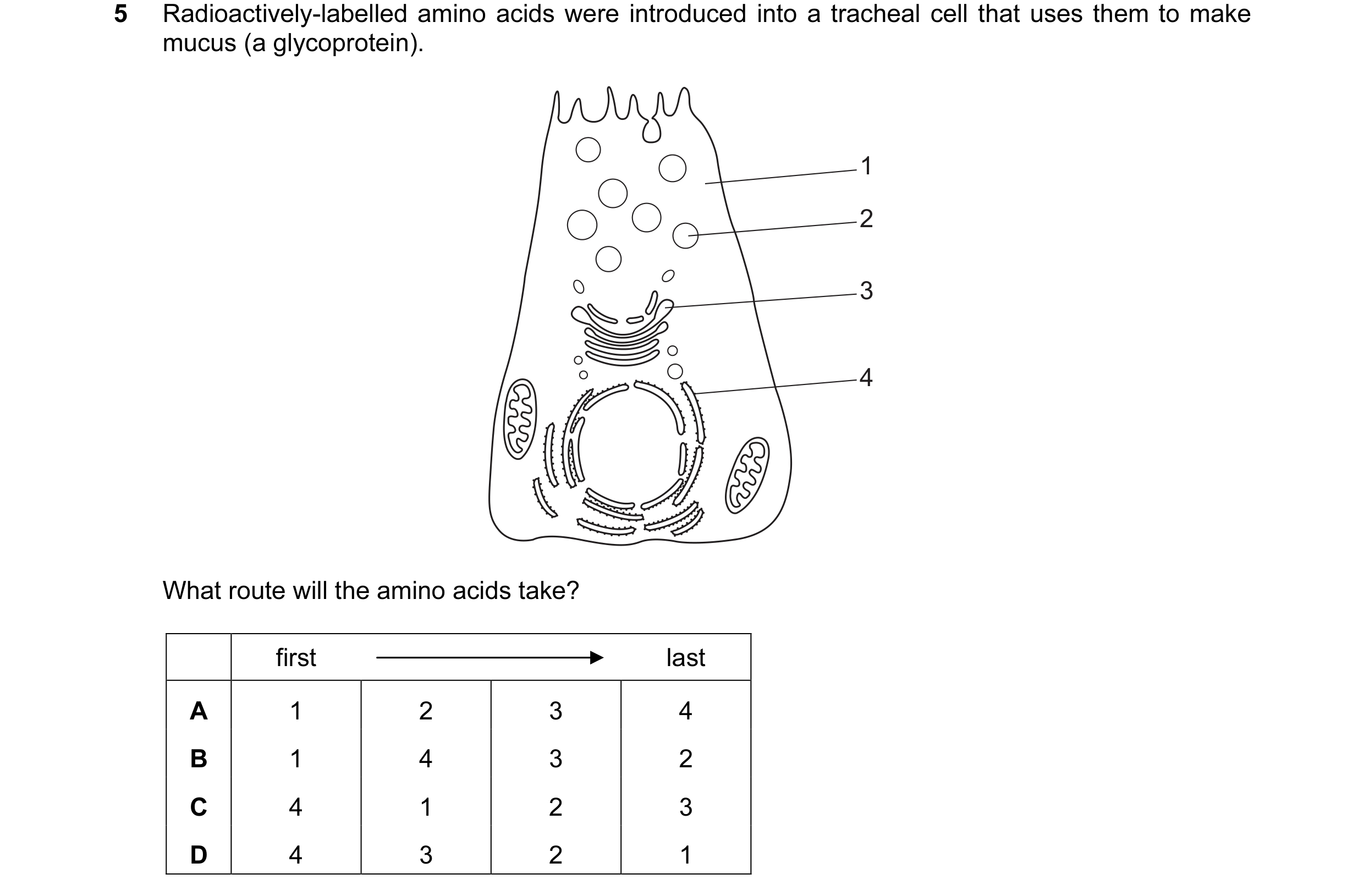 Question 133: Radioactively-labelled amino acids were introduced into a tracheal cell that uses them to make mucus (a glycoprotein). 1 2 3 4 What route w…