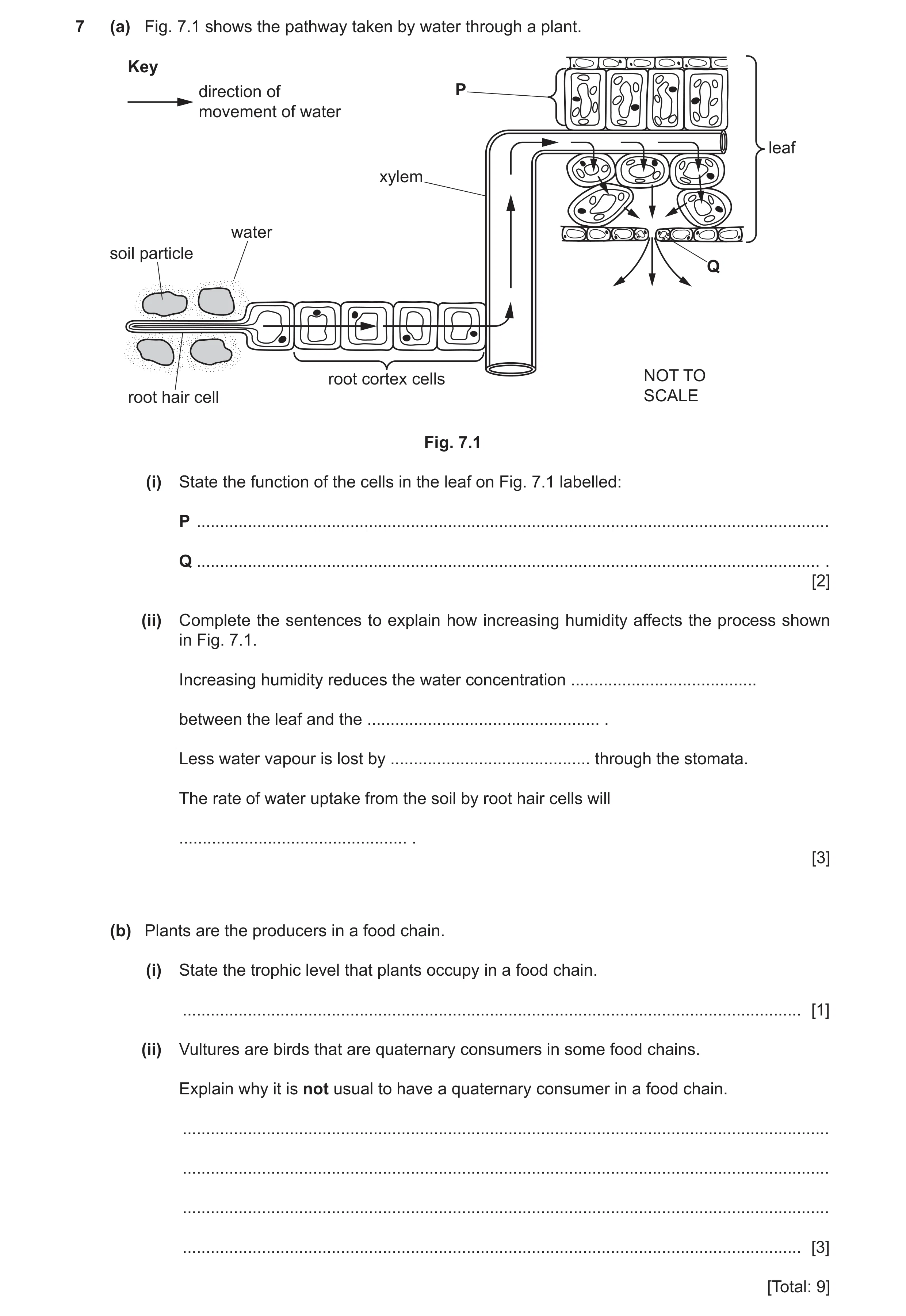Question 10: (a) Fig. 7.1 shows the pathway taken by water through a plant. Key direction of P movement of water leaf xylem water soil particle Q root c…