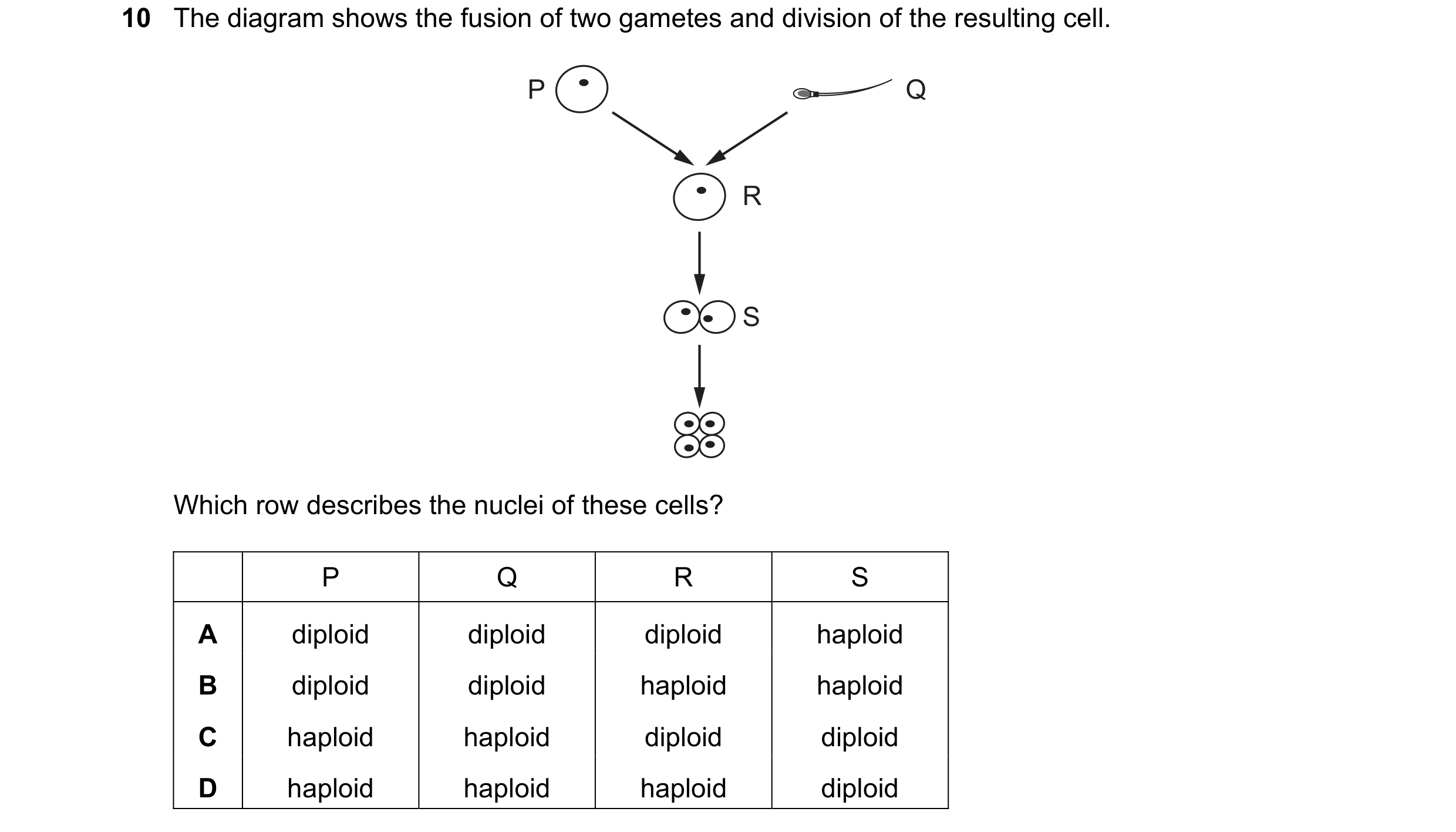 Question 47: The diagram shows the fusion of two gametes and division of the resulting cell. P Q R S Which row describes the nuclei of these cells? P Q …