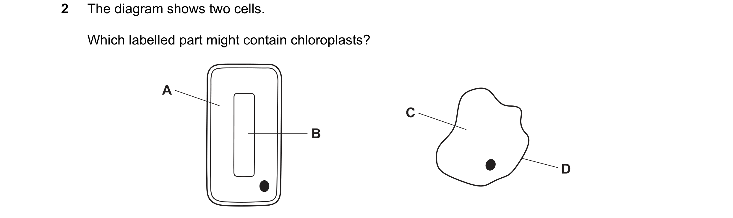 Question 39: The diagram shows two cells. Which labelled part might contain chloroplasts? A C B D