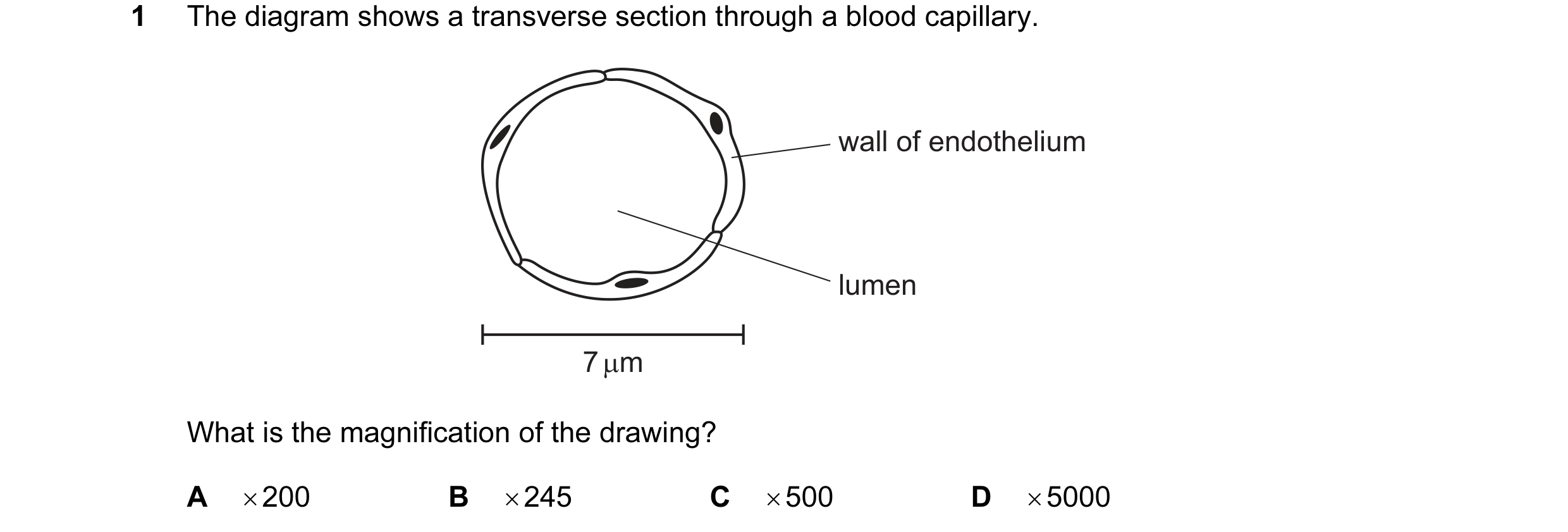 Question 95: The diagram shows a transverse section through a blood capillary. wall of endothelium lumen 7 µm What is the magnification of the drawing? …