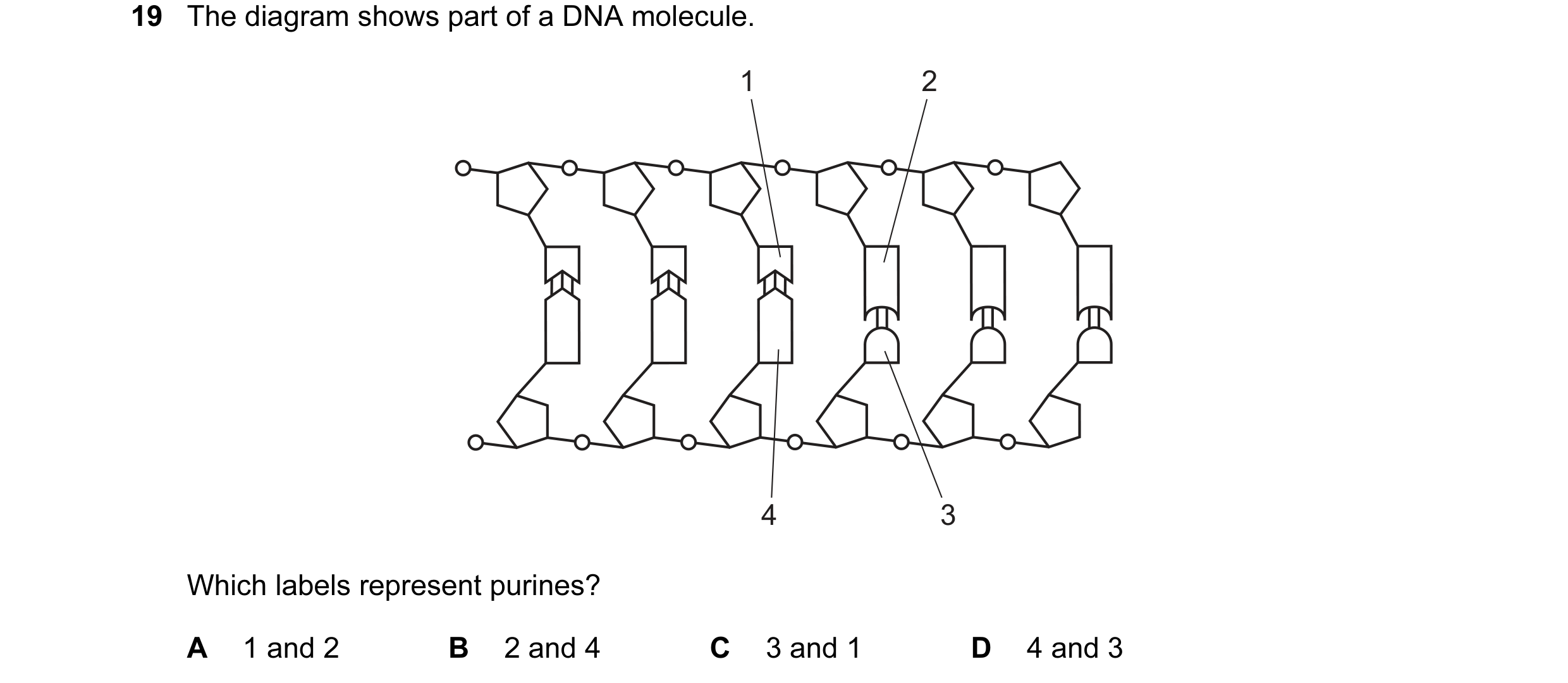 Question 93: The diagram shows part of a DNA molecule. 1 2 4 3 Which labels represent purines? A 1 and 2 B 2 and 4 C 3 and 1 D 4 and 3