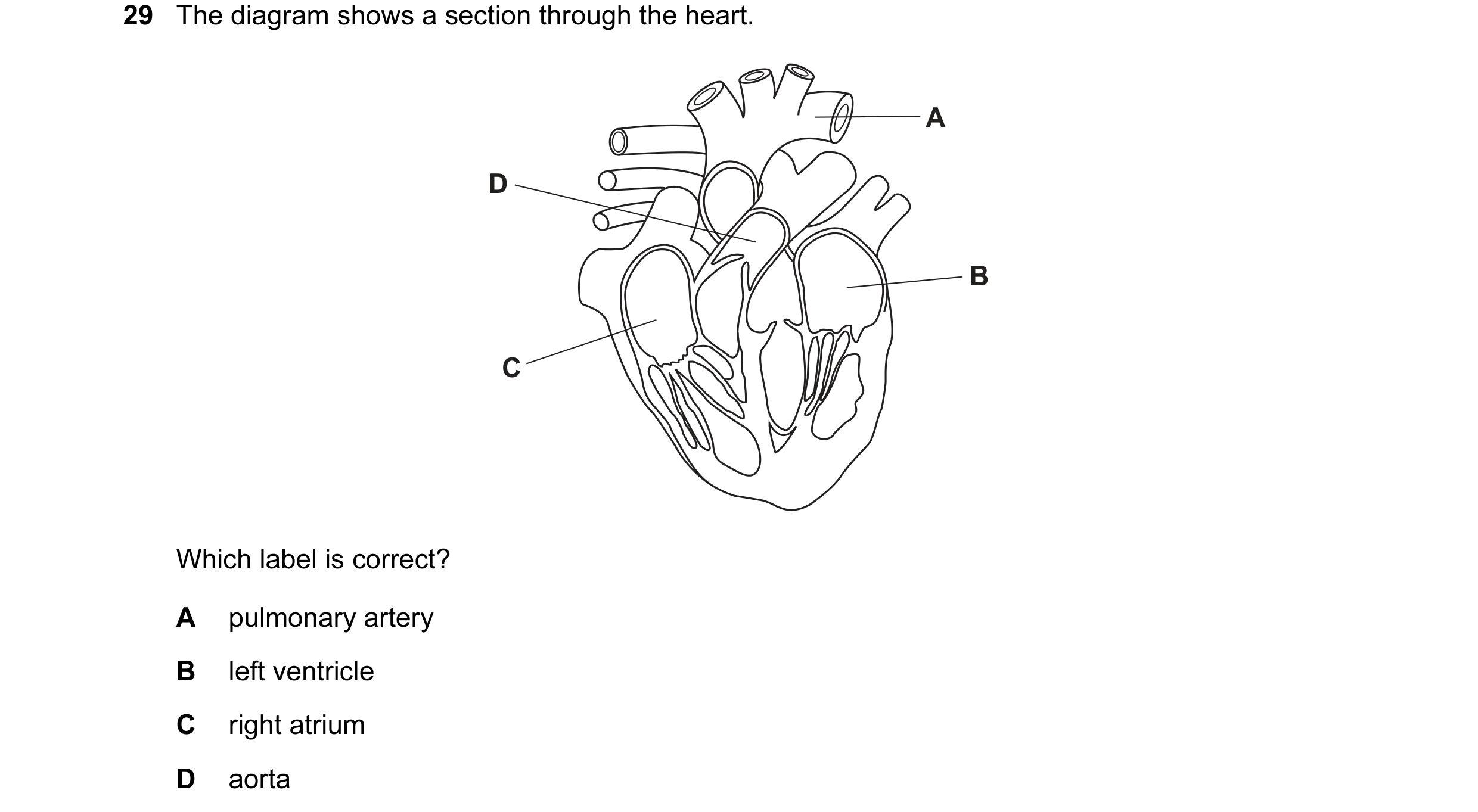 Question 64: The diagram shows a section through the heart. A D B C Which label is correct? A pulmonary artery B left ventricle C right atrium D aorta