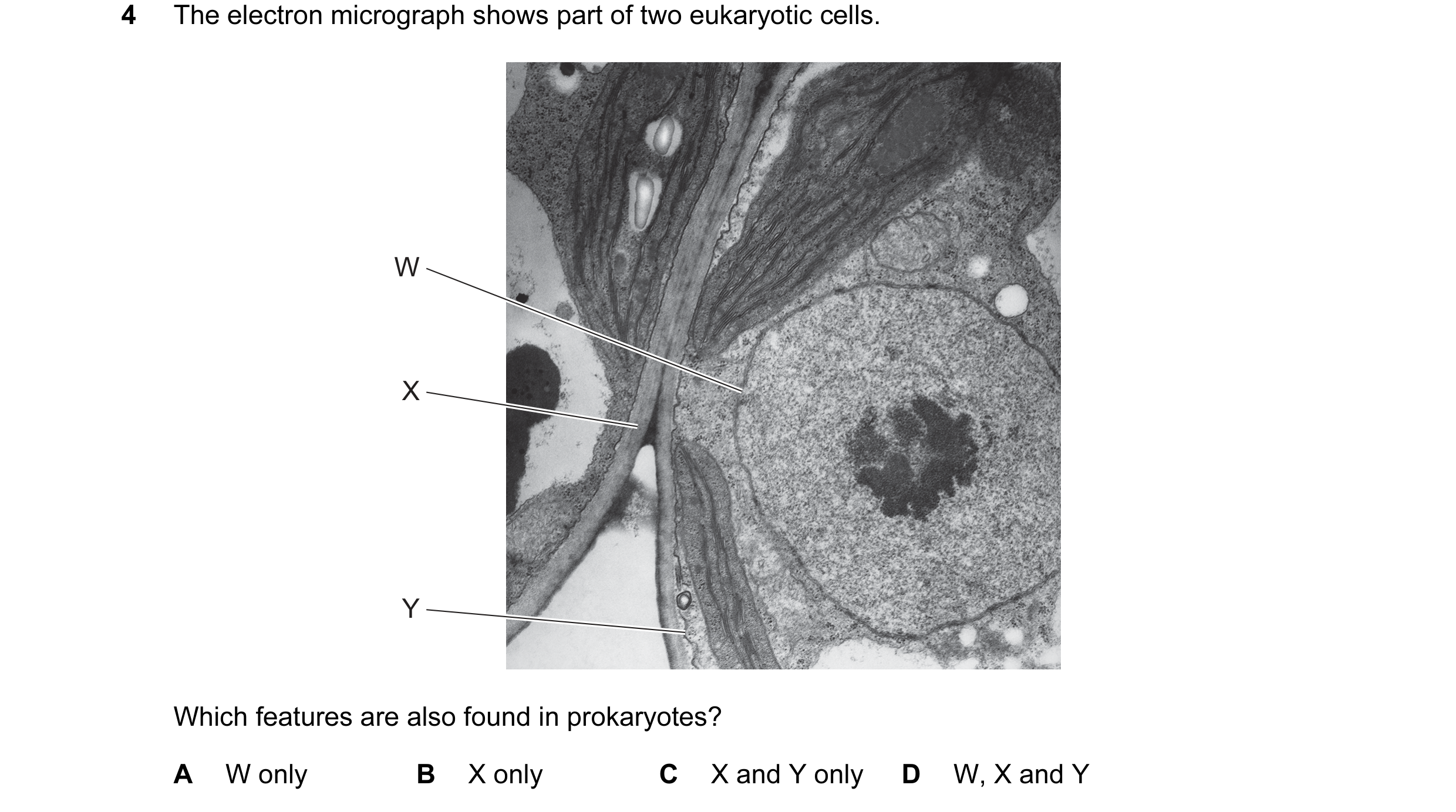 Question 154: The electron micrograph shows part of two eukaryotic cells. W X Y Which features are also found in prokaryotes? A W only B X only C X and Y…