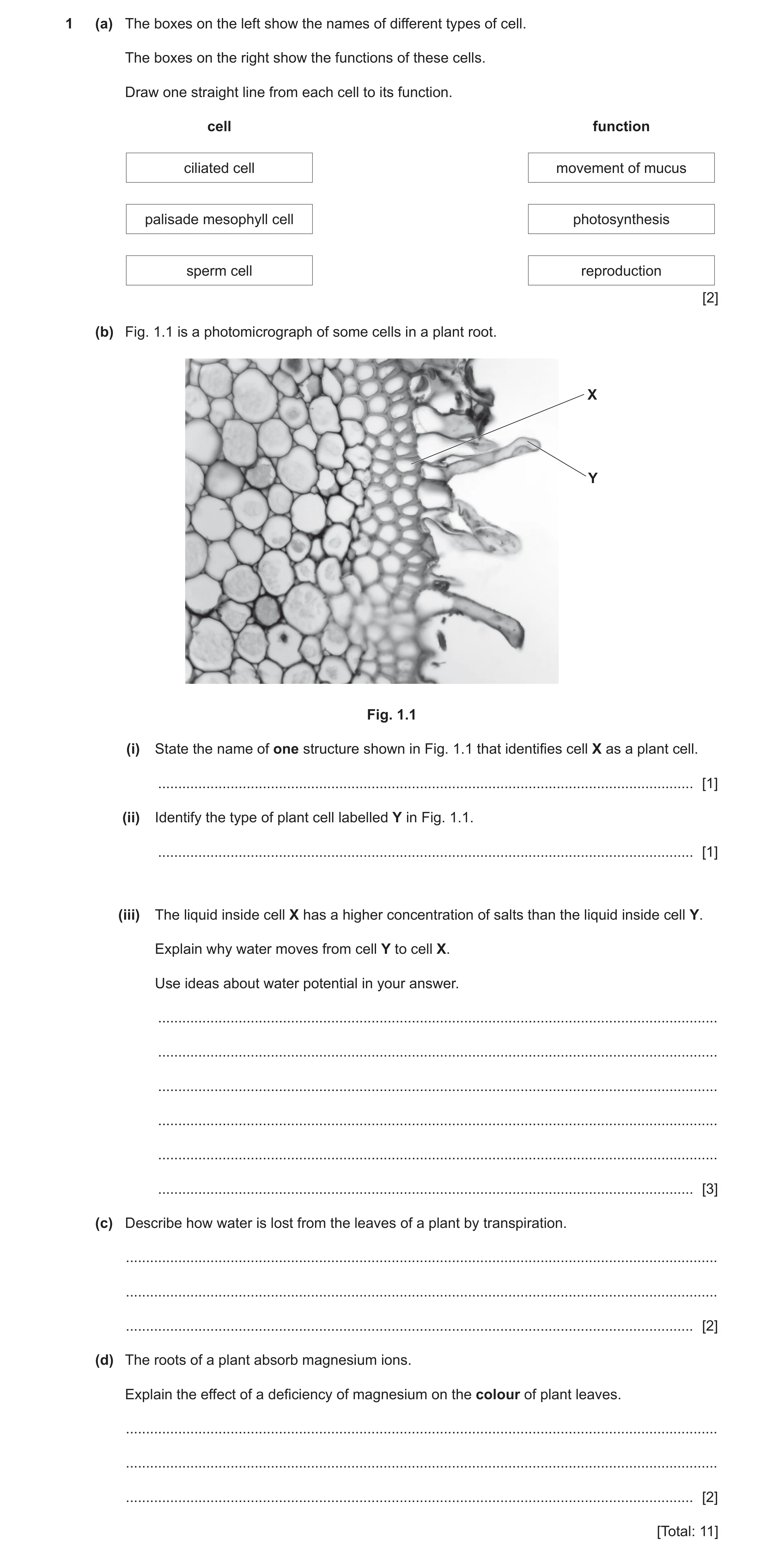 Question 8: (a) The boxes on the left show the names of different types of cell. The boxes on the right show the functions of these cells. Draw one str…