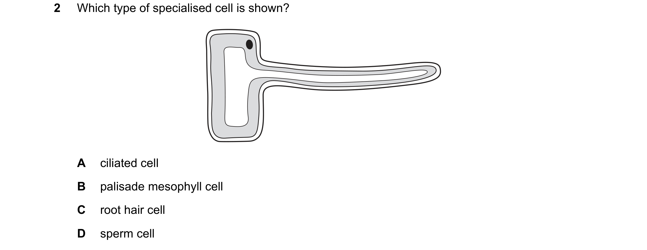 Question 24: Which type of specialised cell is shown? A ciliated cell B palisade mesophyll cell C root hair cell D sperm cell