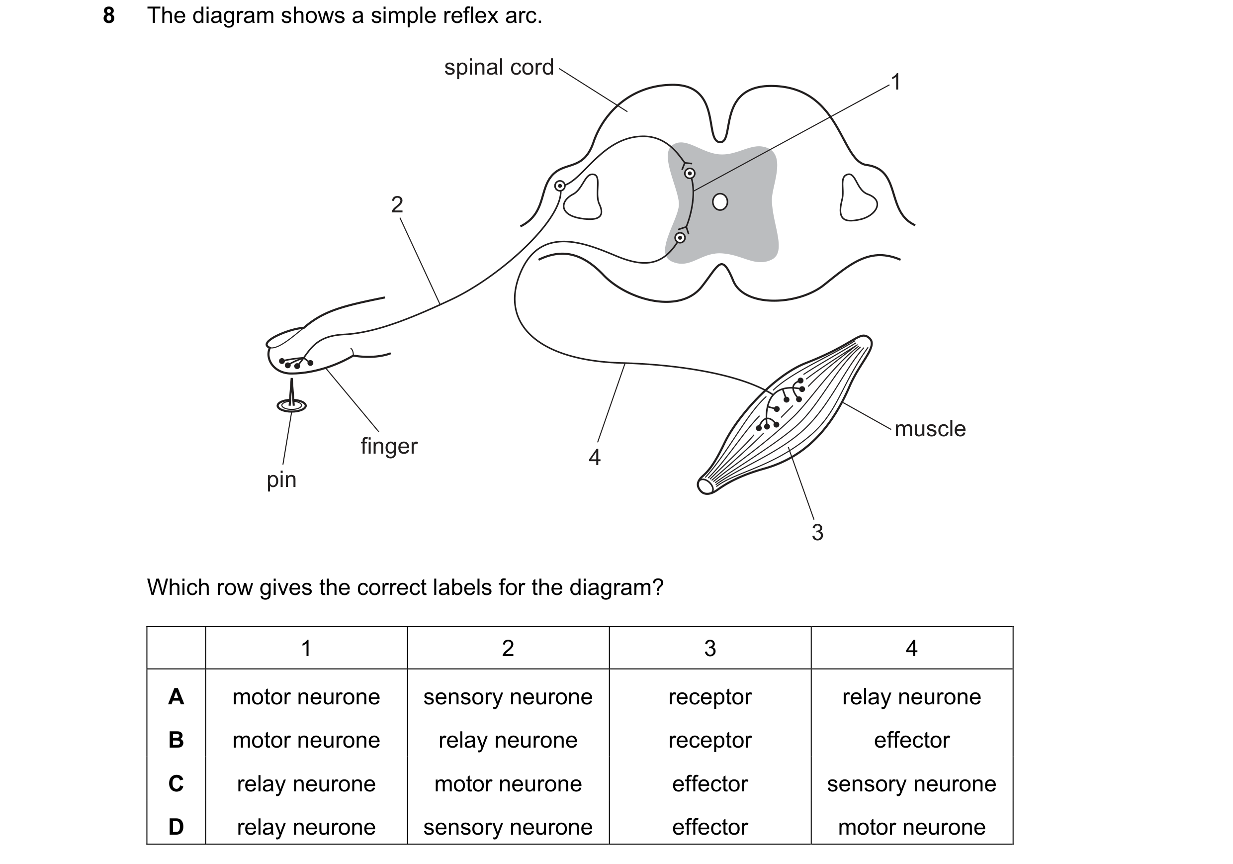 Question 41: The diagram shows a simple reflex arc. spinal cord 1 2 muscle finger 4 pin 3 Which row gives the correct labels for the diagram? 1 2 3 4 A …