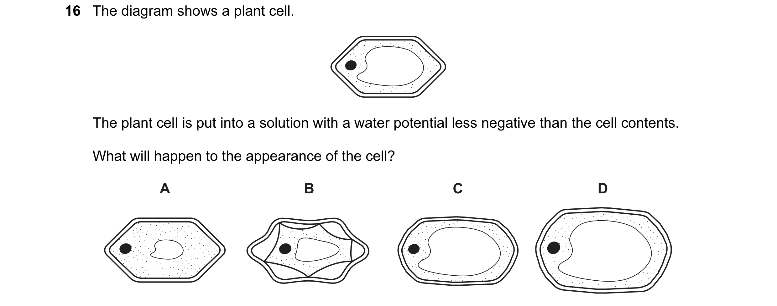 Question 84: The diagram shows a plant cell. The plant cell is put into a solution with a water potential less negative than the cell contents. What wil…