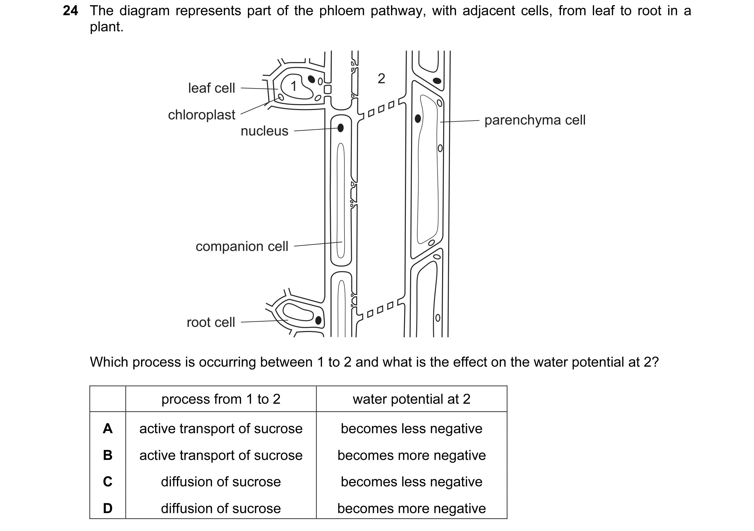 Question 93: The diagram represents part of the phloem pathway, with adjacent cells, from leaf to root in a plant. 2 leaf cell 1 chloroplast parenchyma …