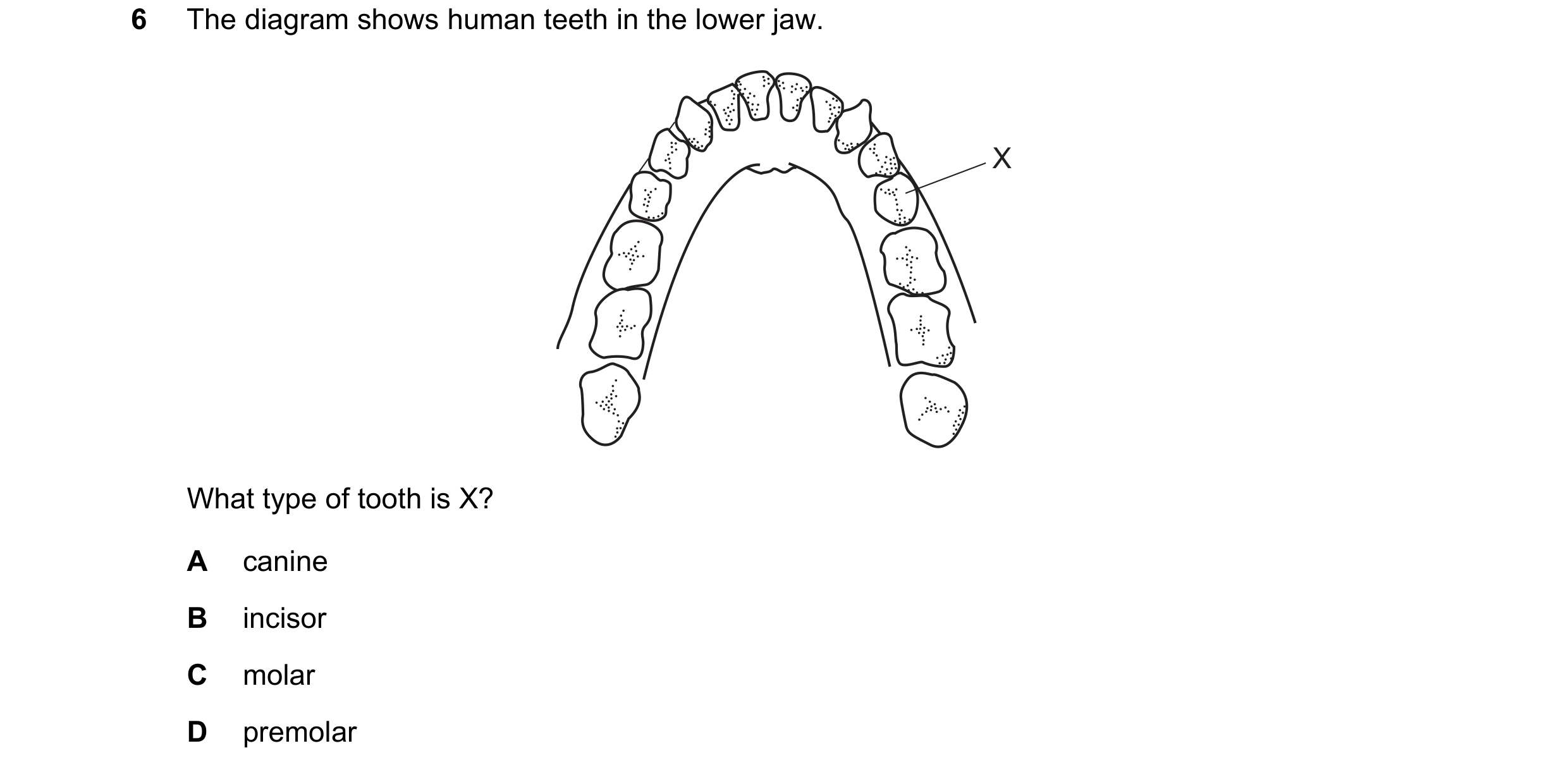 Question 36: The diagram shows human teeth in the lower jaw. X What type of tooth is X? A canine B incisor C molar D premolar
