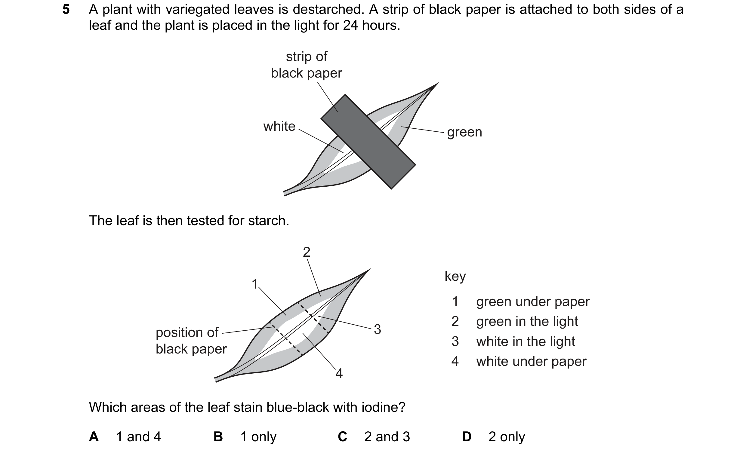 Question 63: A plant with variegated leaves is destarched. A strip of black paper is attached to both sides of a leaf and the plant is placed in the lig…