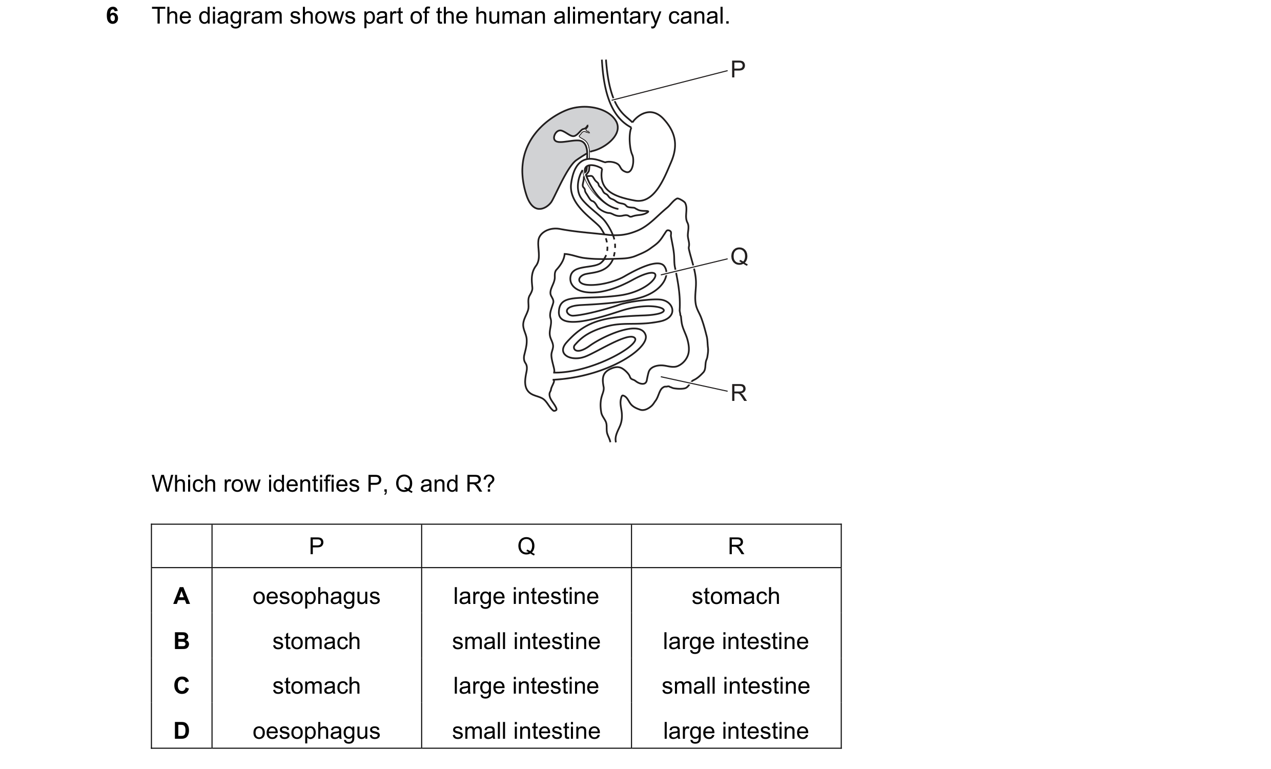 Question 42: The diagram shows part of the human alimentary canal. P Q R Which row identifies P, Q and R? P Q R A oesophagus large intestine stomach B s…