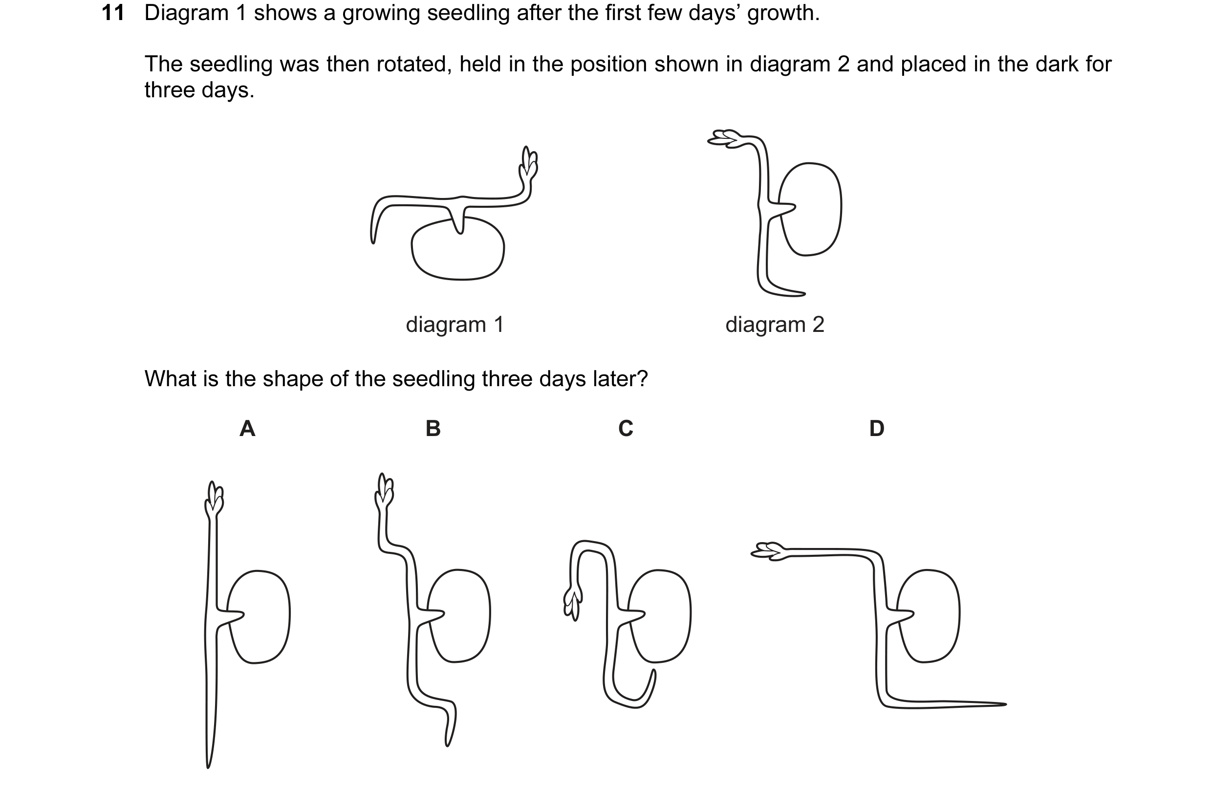 Question 19: Diagram 1 shows a growing seedling after the first few days’ growth. The seedling was then rotated, held in the position shown in diagram 2…