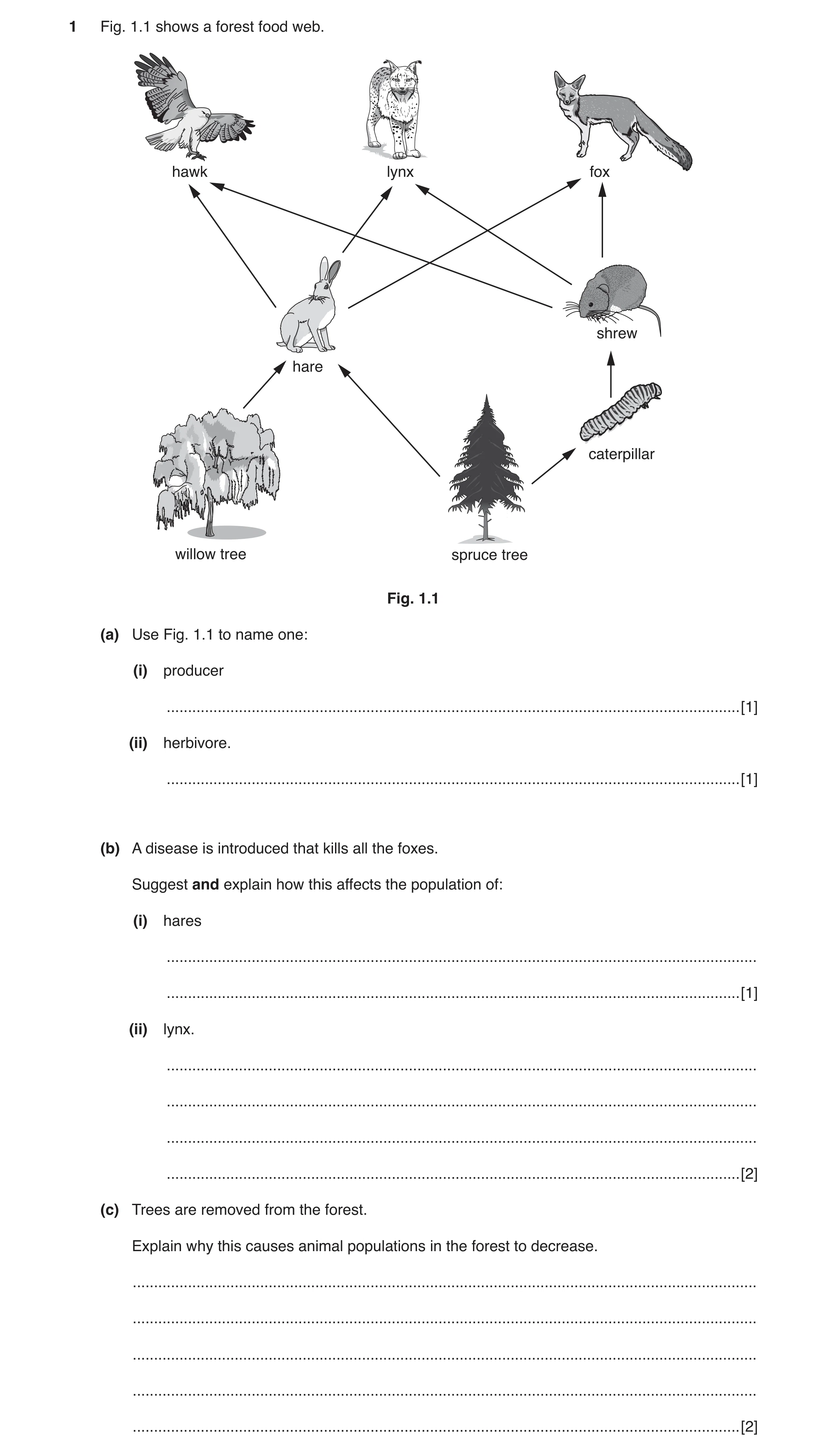 Question 4: Fig. 1.1 shows a forest food web. hawk lynx fox shrew hare caterpillar willow tree spruce tree Fig. 1.1 (a) Use Fig. 1.1 to name one: (i) p…