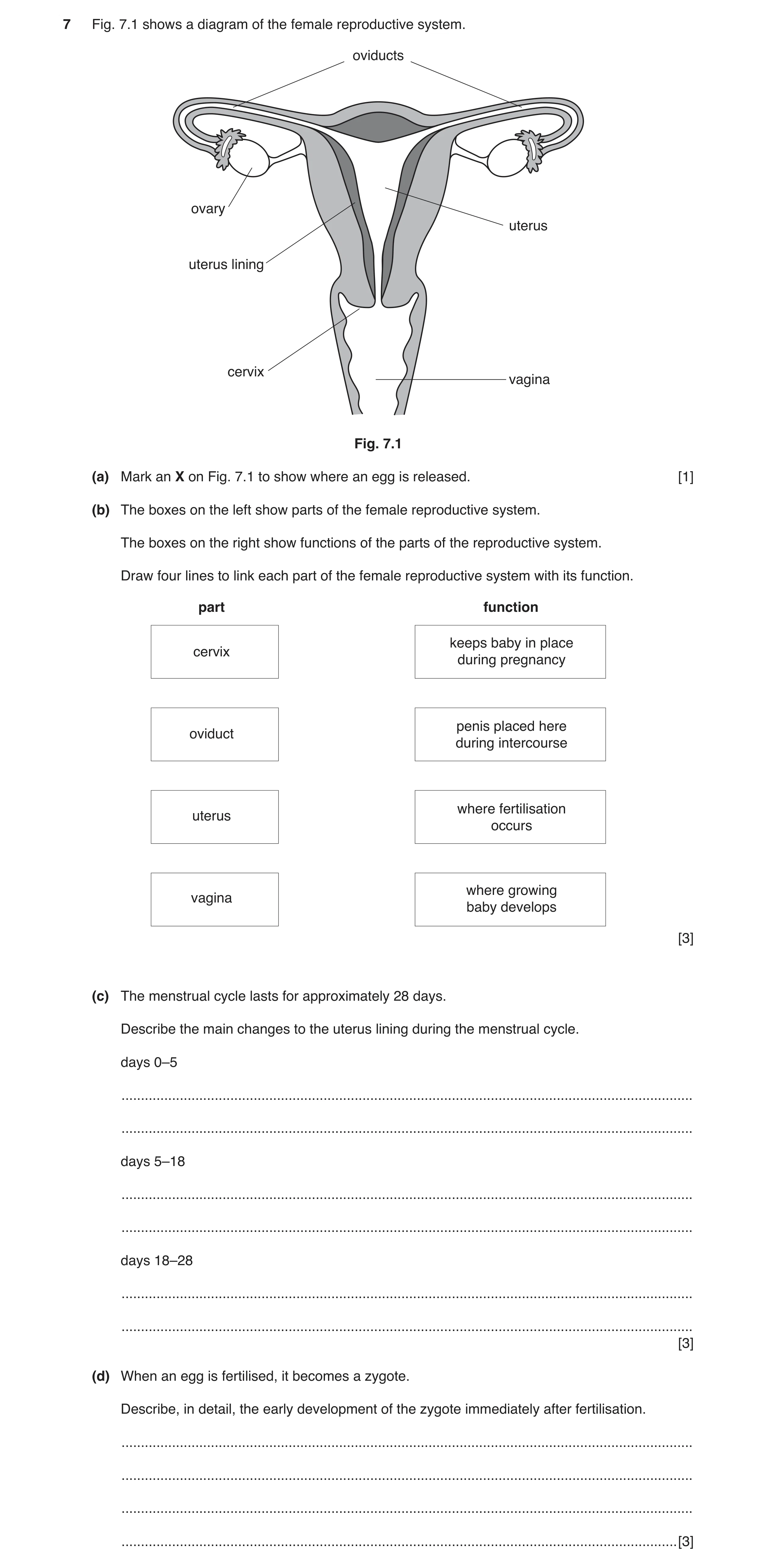Question 4: Fig. 7.1 shows a diagram of the female reproductive system. oviducts ovary uterus uterus lining cervix vagina Fig. 7.1 (a) Mark an X on Fig…