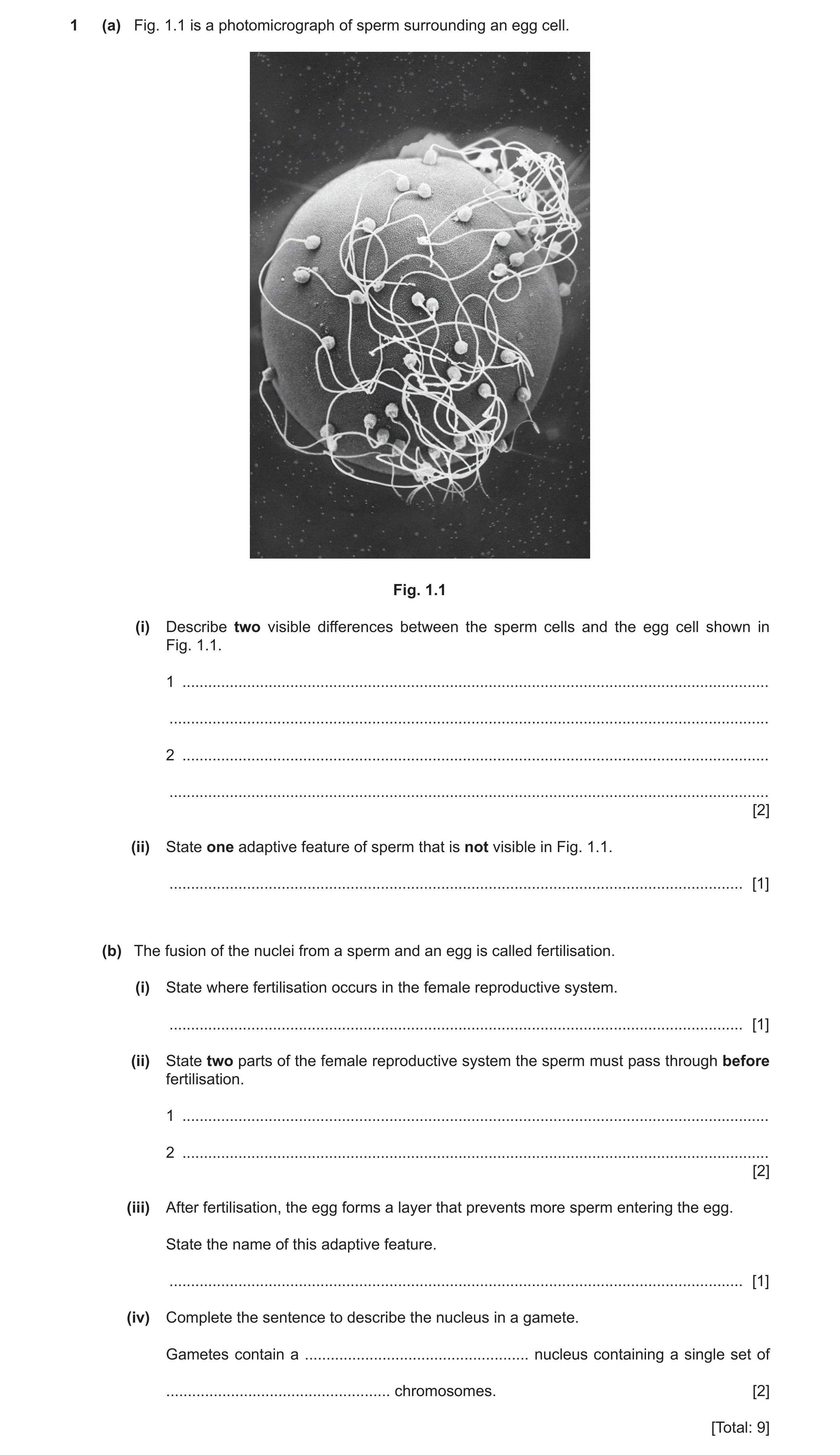 Question 5: (a) Fig. 1.1 is a photomicrograph of sperm surrounding an egg cell. Fig. 1.1 (i) Describe two visible differences between the sperm cells a…