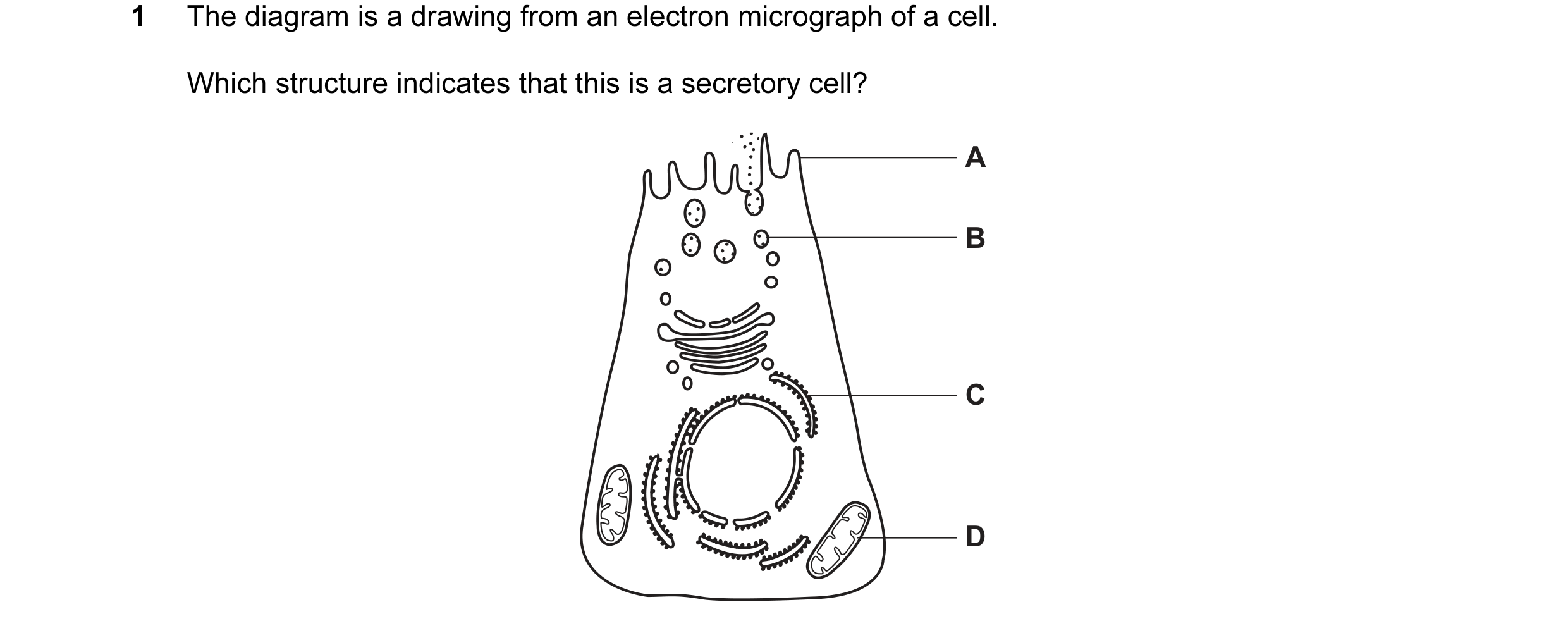 Question 65: The diagram is a drawing from an electron micrograph of a cell. Which structure indicates that this is a secretory cell? A B C D