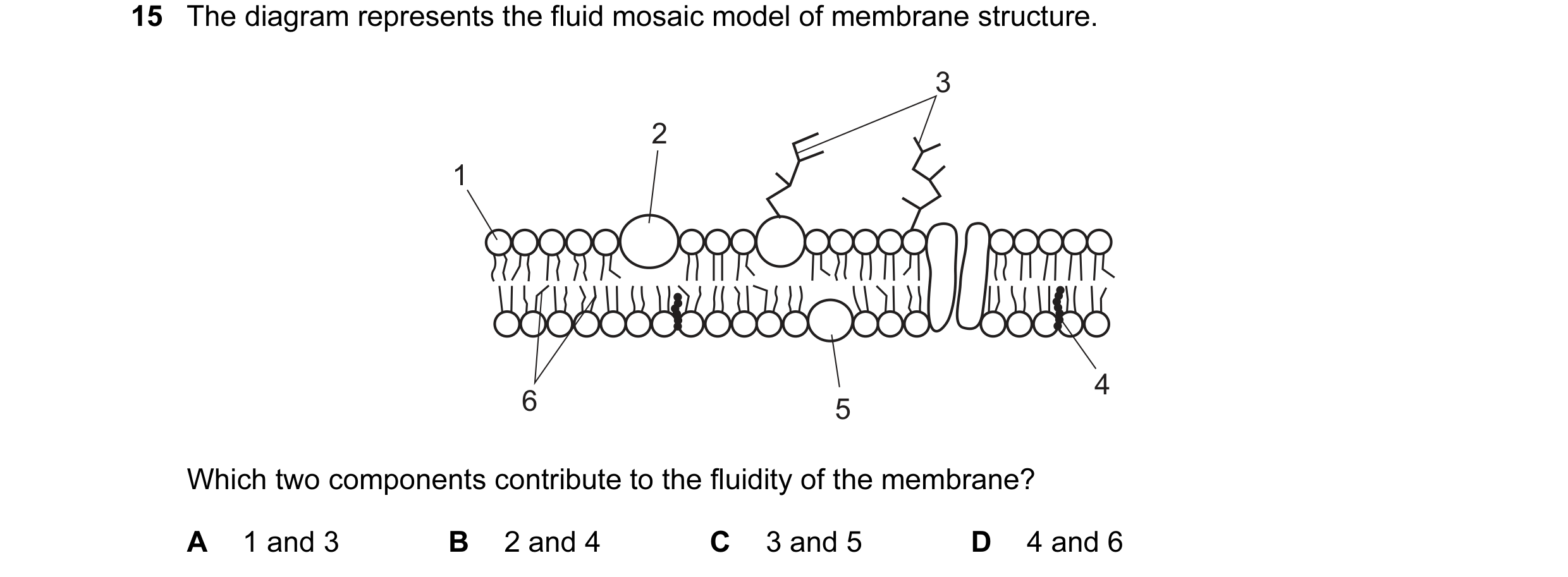 Question 23: The diagram represents the fluid mosaic model of membrane structure. 3 2 1 4 6 5 Which two components contribute to the fluidity of the mem…