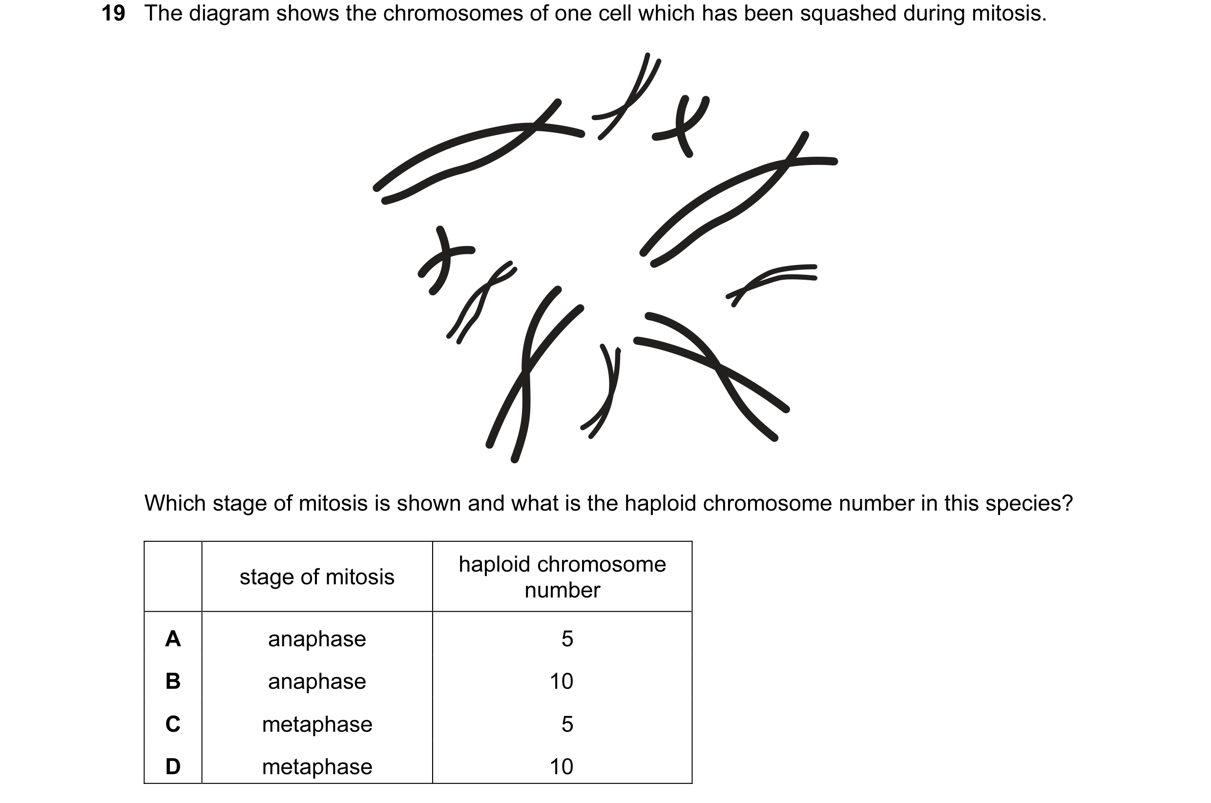 Question 25: The diagram shows the chromosomes of one cell which has been squashed during mitosis. Which stage of mitosis is shown and what is the haplo…