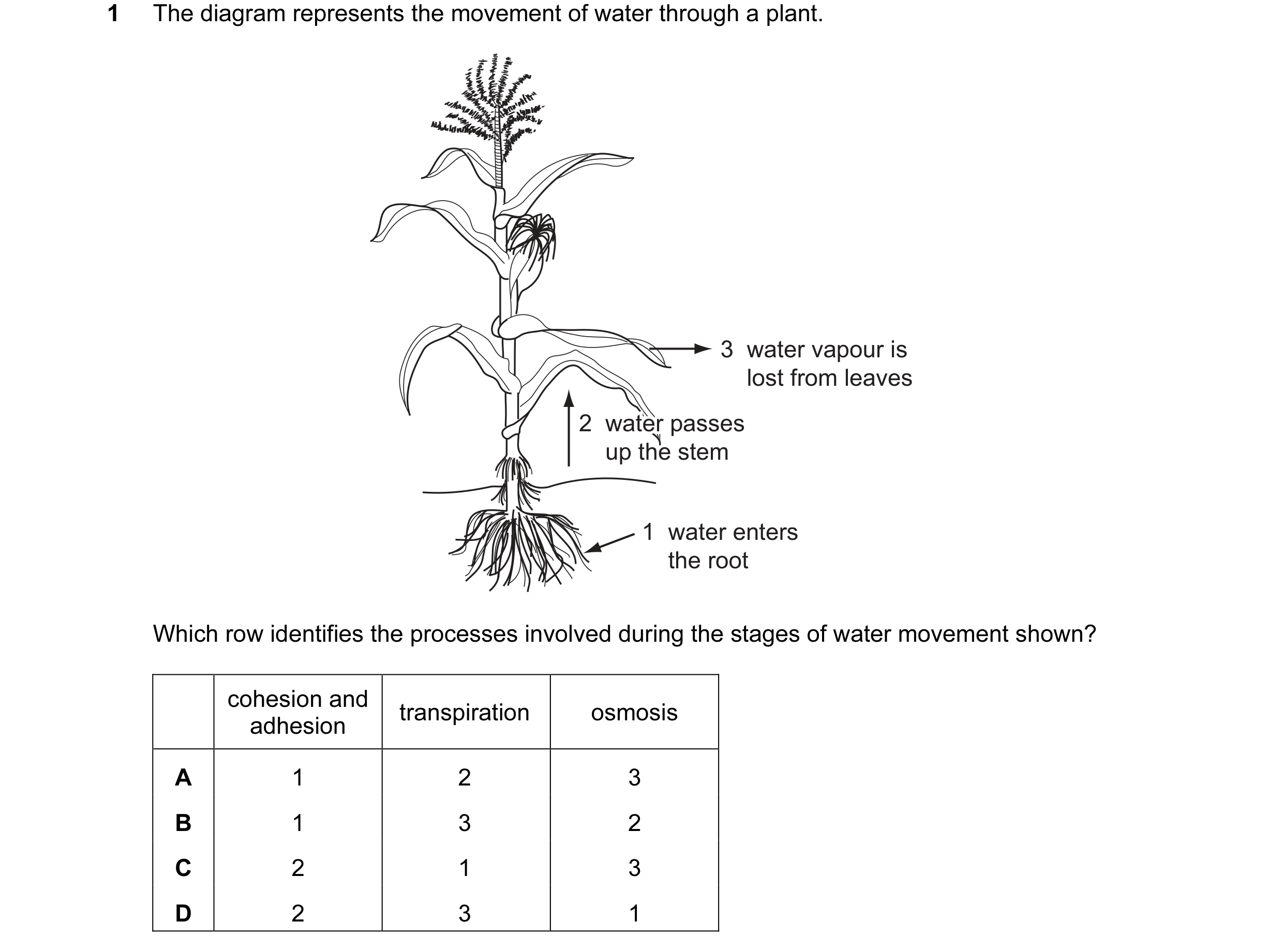 Question 35: The diagram represents the movement of water through a plant. 3  water vapour is lost from leaves 2  water passes 2  water passes 2  water …