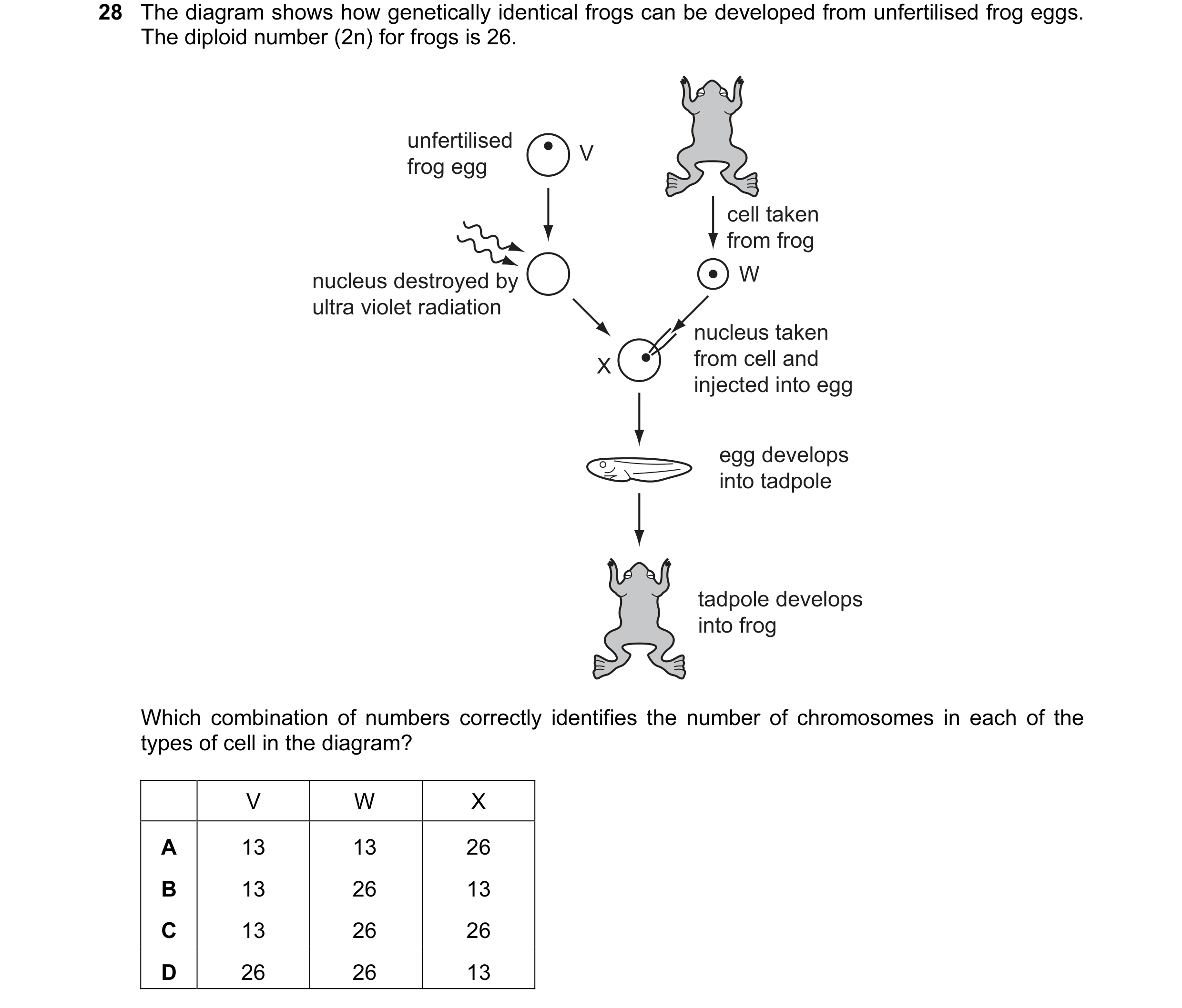 Question 28: The diagram shows how genetically identical frogs can be developed from unfertilised frog eggs. The diploid number (2n) for frogs is 26. un…