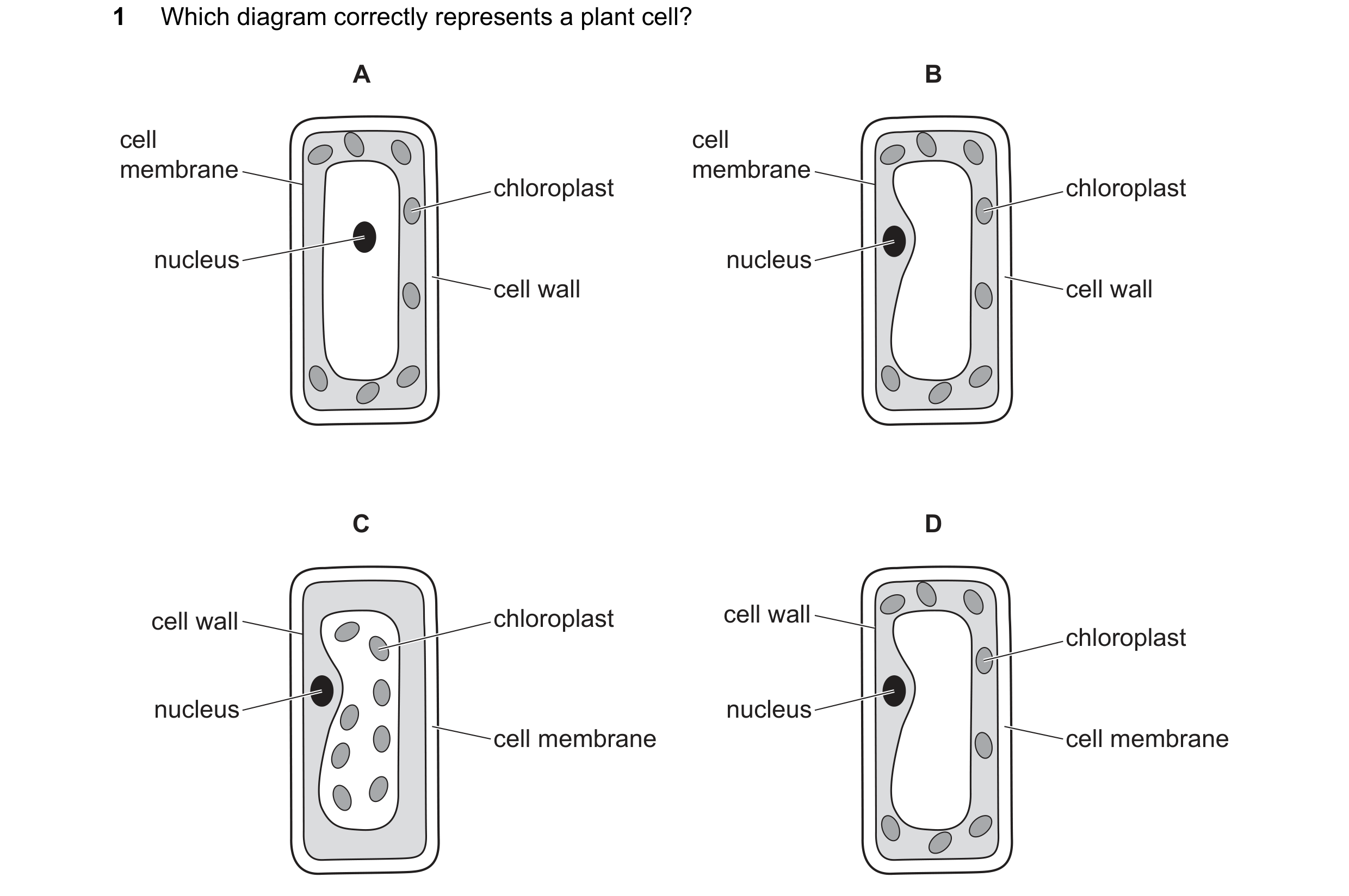 Question 59: Which diagram correctly represents a plant cell? A B cell cell membrane membrane chloroplast chloroplast nucleus nucleus cell wall cell wal…