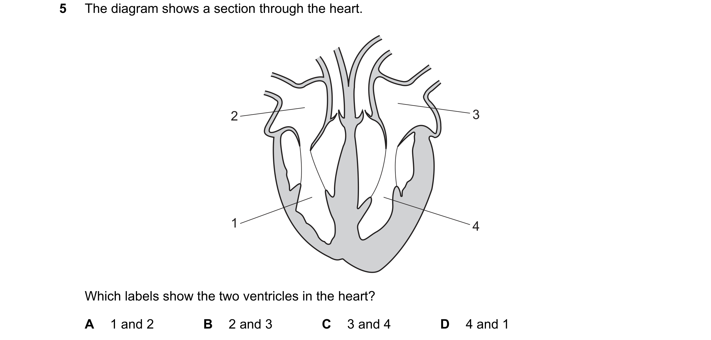 Question 51: The diagram shows a section through the heart. 2 3 1 4 Which labels show the two ventricles in the heart? A 1 and 2 B 2 and 3 C 3 and 4 D 4…