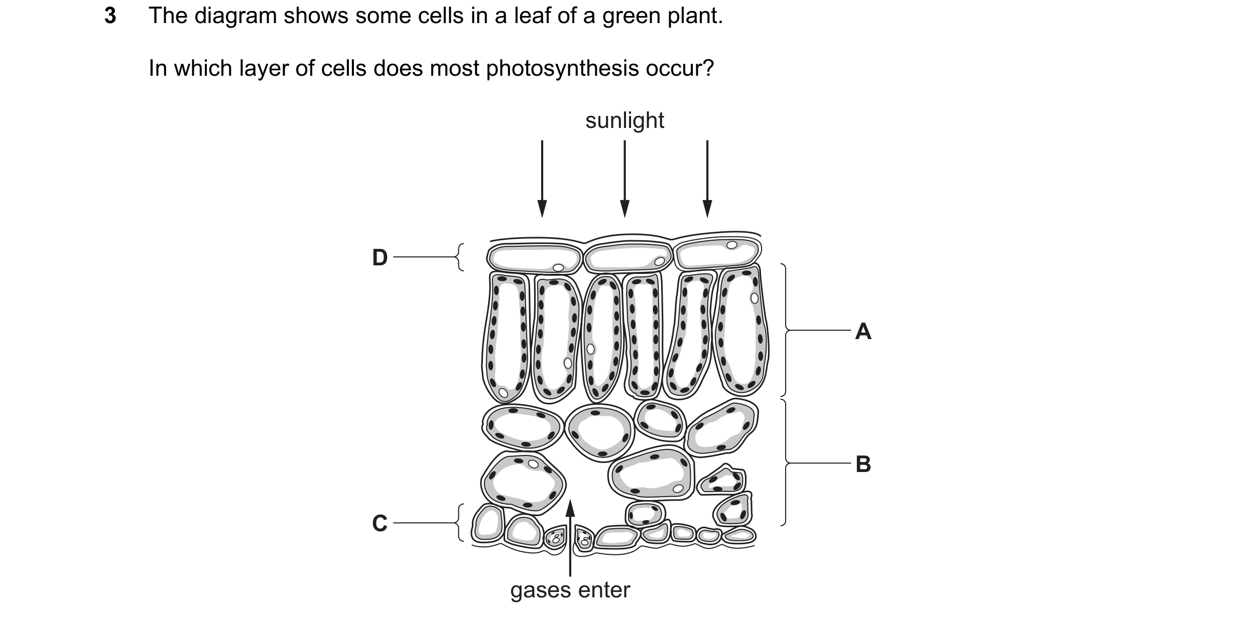 Question 37: The diagram shows some cells in a leaf of a green plant. In which layer of cells does most photosynthesis occur? sunlight D A B C gases ent…
