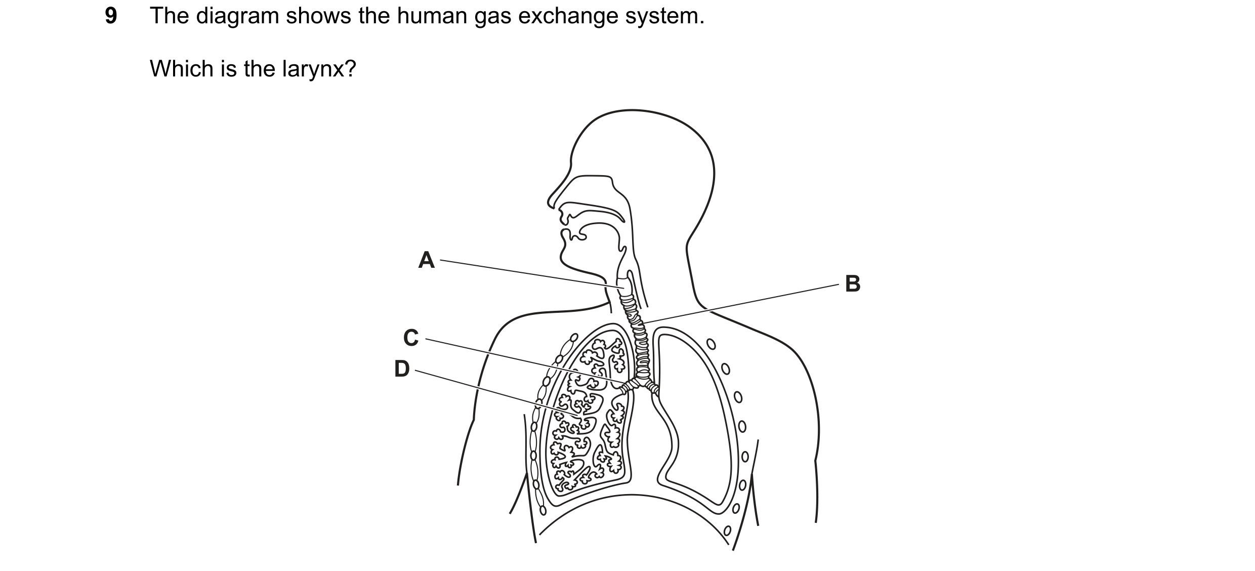 Question 51: The diagram shows the human gas exchange system. Which is the larynx? A B C D