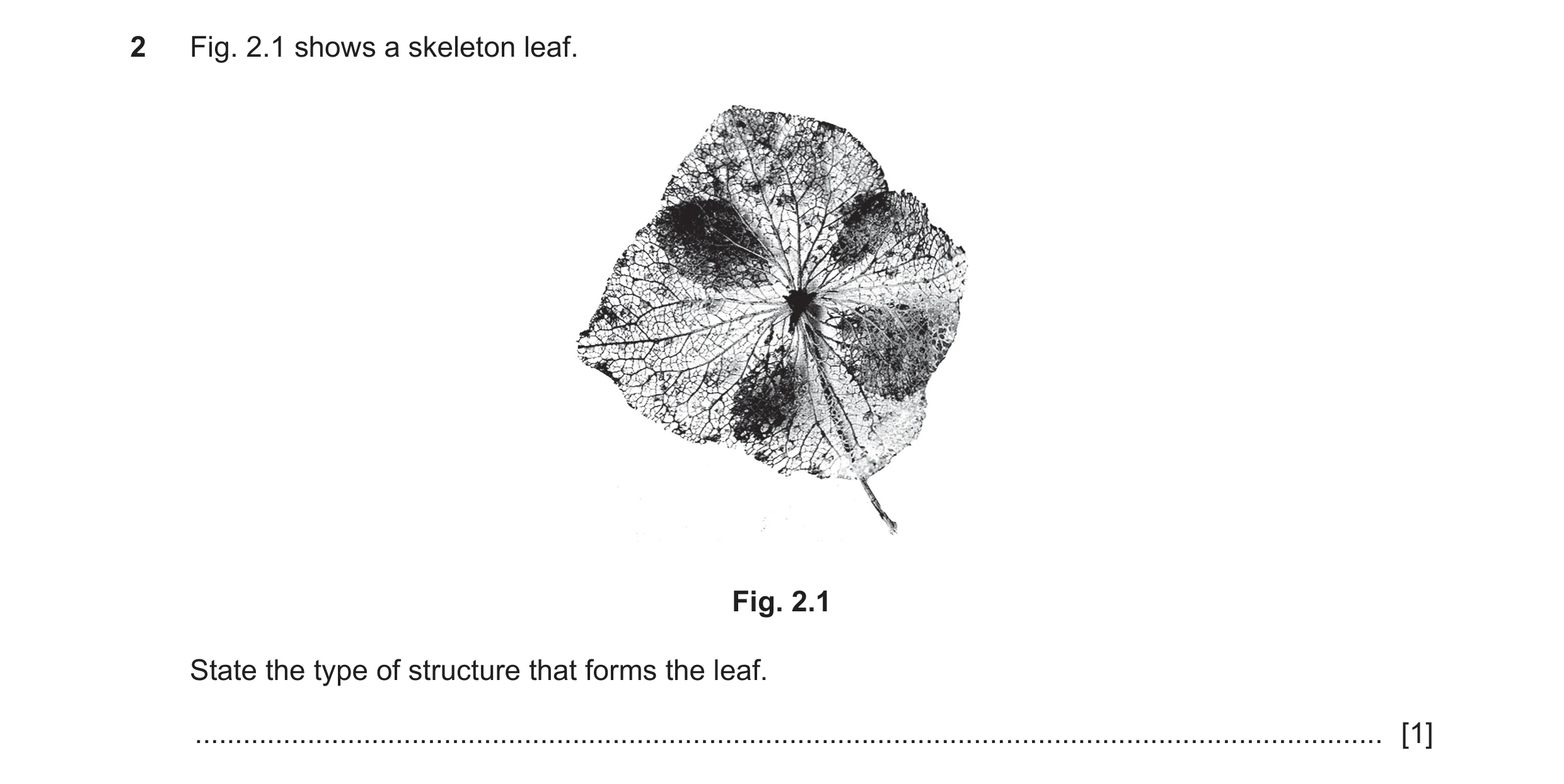Question 104: Fig. 2.1 shows a skeleton leaf. Fig. 2.1 State the type of structure that forms the leaf. .................................................…