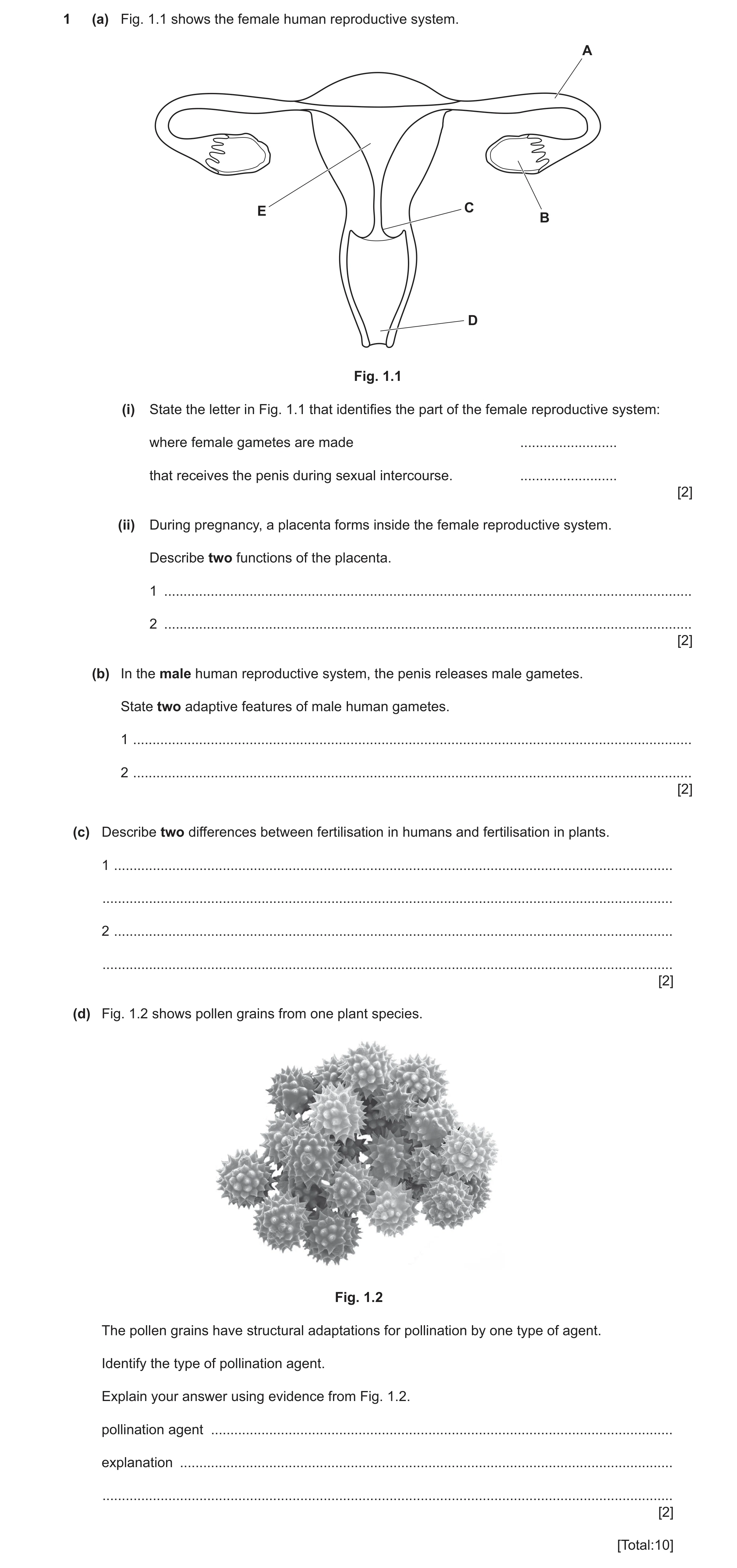 Question 23: (a) Fig. 1.1 shows the female human reproductive system. A E C B D Fig. 1.1 (i) State the letter in Fig. 1.1 that identifies the part of th…