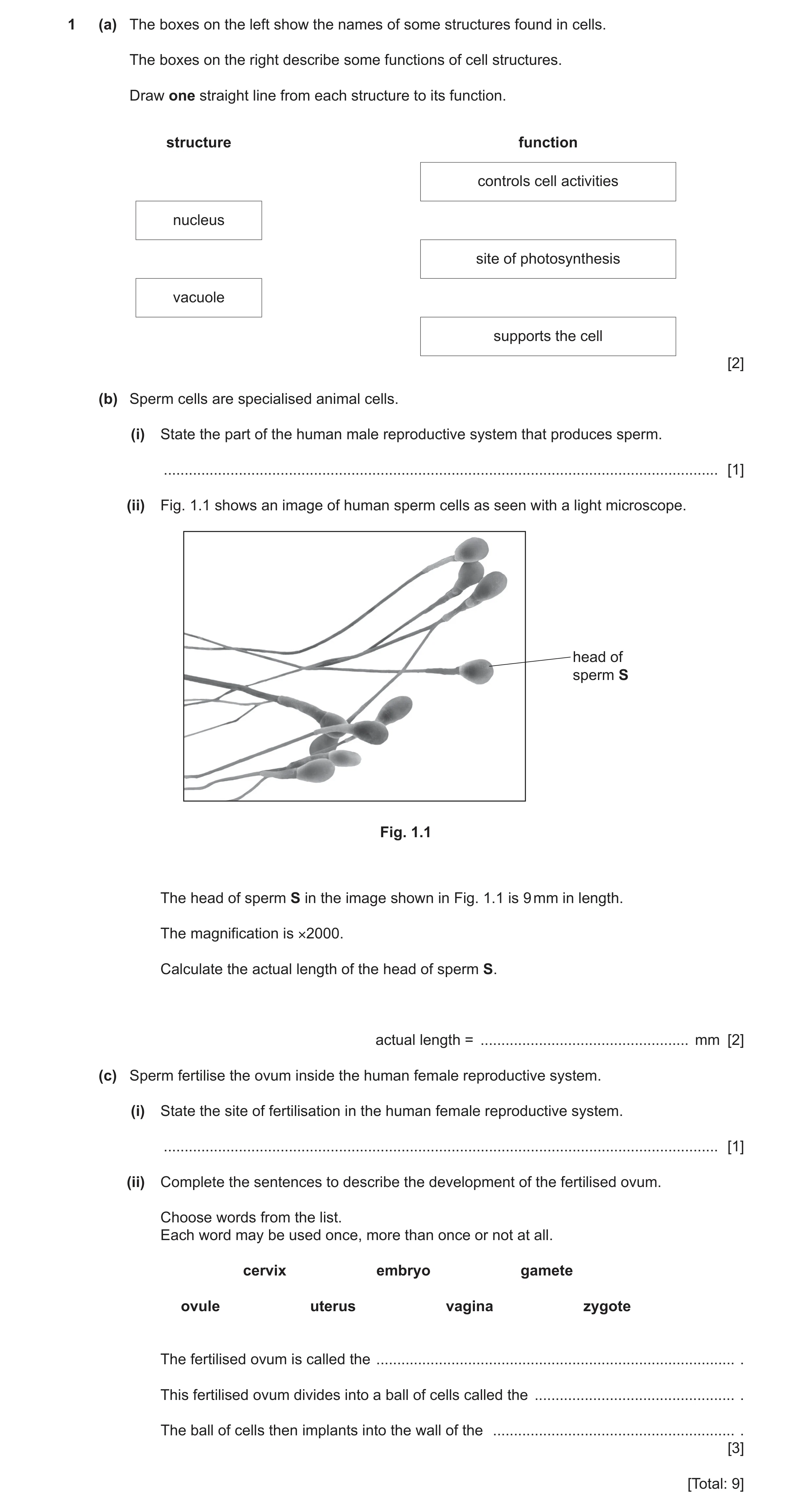 Question 18: (a) The boxes on the left show the names of some structures found in cells. The boxes on the right describe some functions of cell structur…