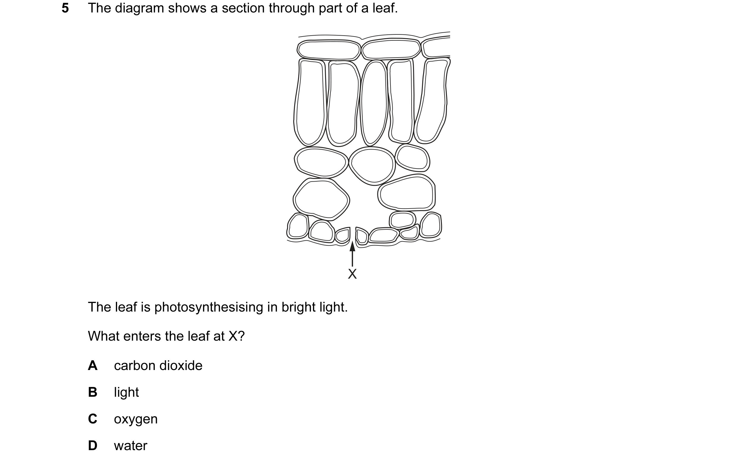 Question 38: The diagram shows a section through part of a leaf. X The leaf is photosynthesising in bright light. What enters the leaf at X? A carbon di…