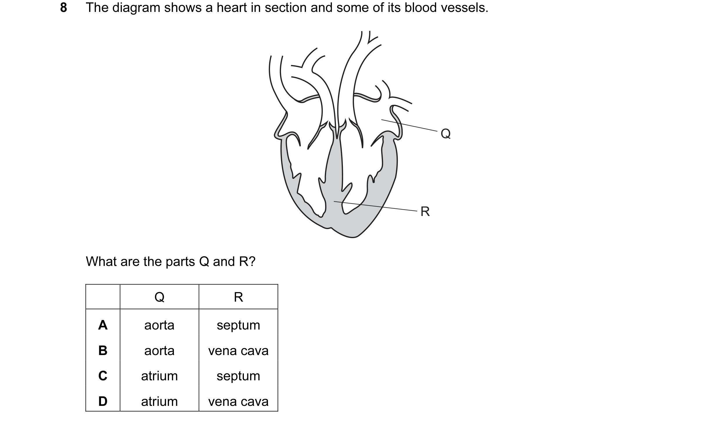 Question 30: The diagram shows a heart in section and some of its blood vessels. Q R What are the parts Q and R? Q R A aorta septum B aorta vena cava C …