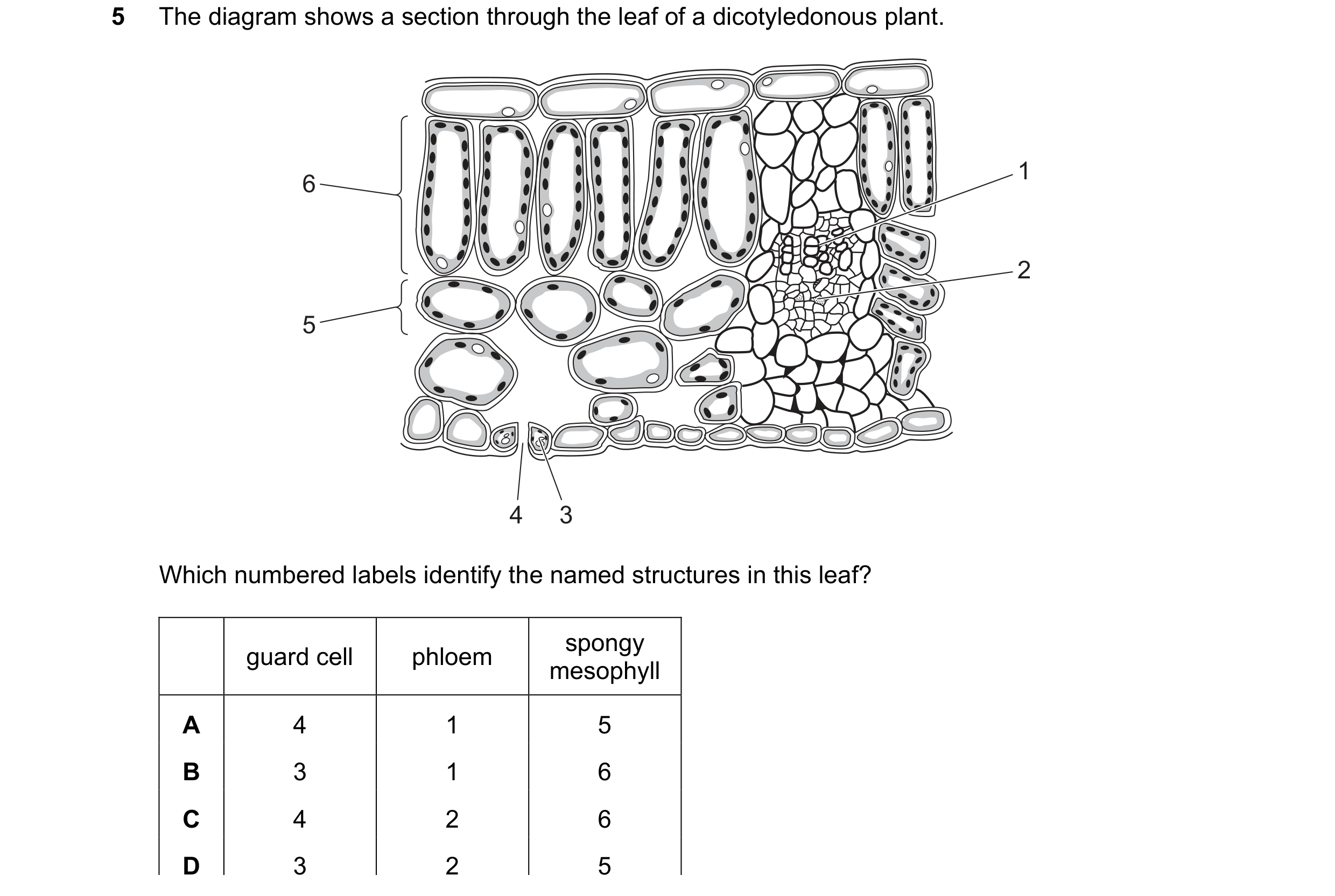 Question 43: The diagram shows a section through the leaf of a dicotyledonous plant. 1 6 2 5 4 3 Which numbered labels identify the named structures in …