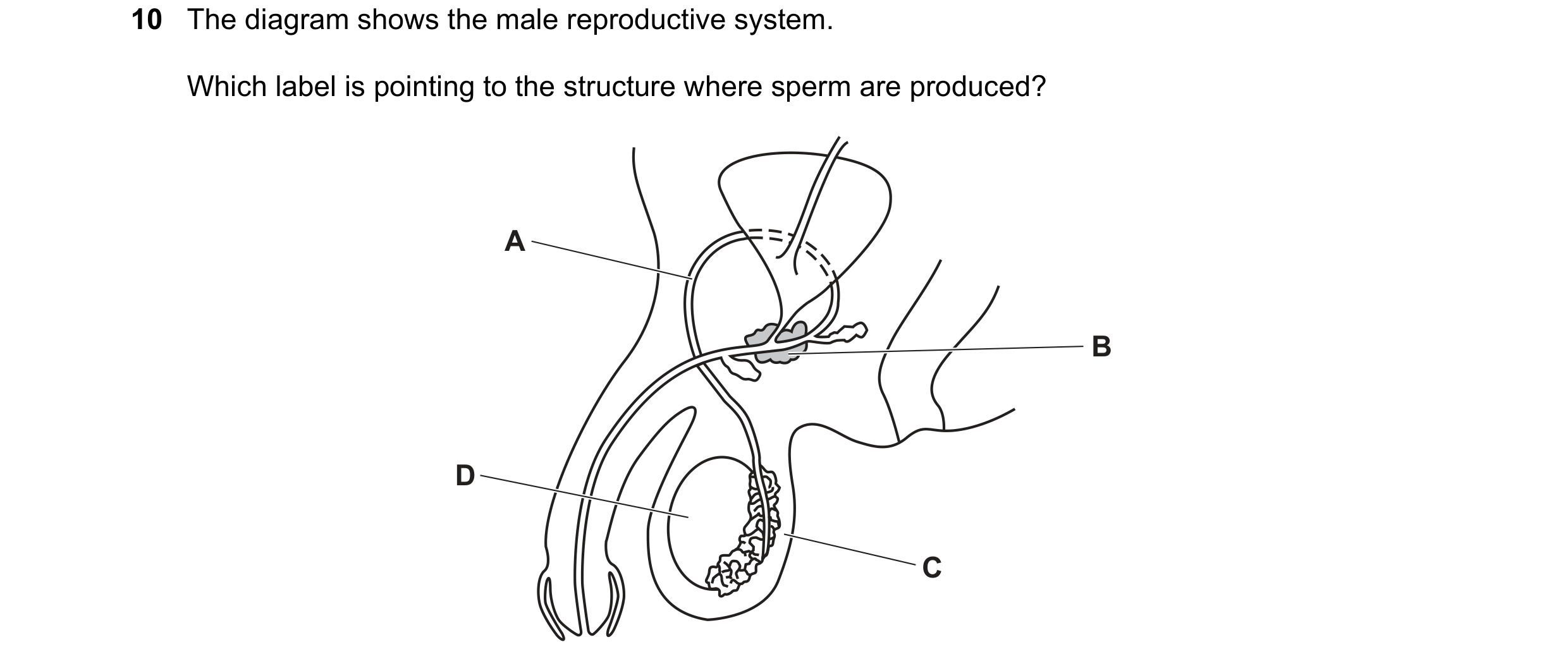 Question 53: The diagram shows the male reproductive system. Which label is pointing to the structure where sperm are produced? A B D C