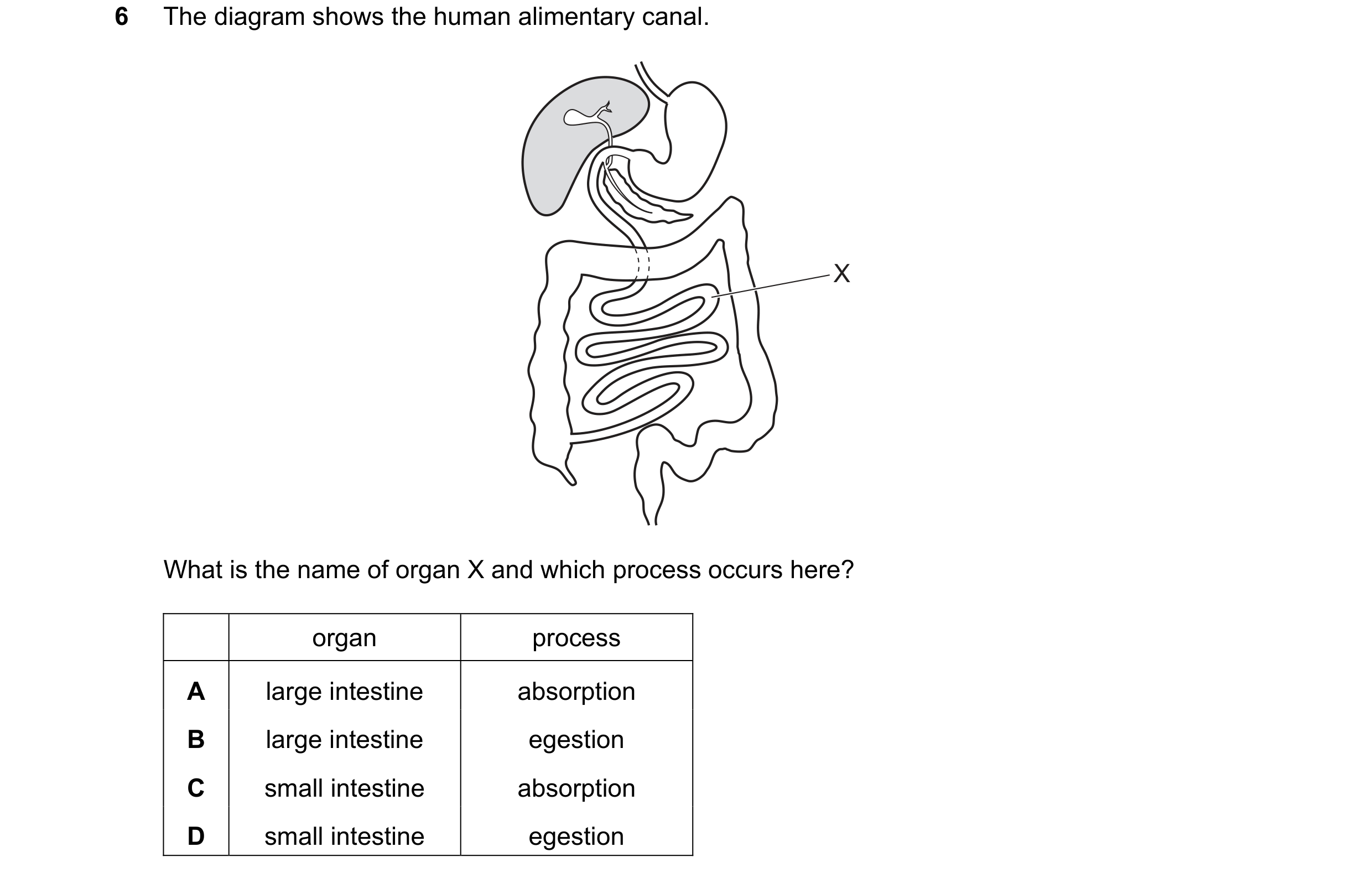 Question 35: The diagram shows the human alimentary canal. X What is the name of organ X and which process occurs here? organ process A large intestine …