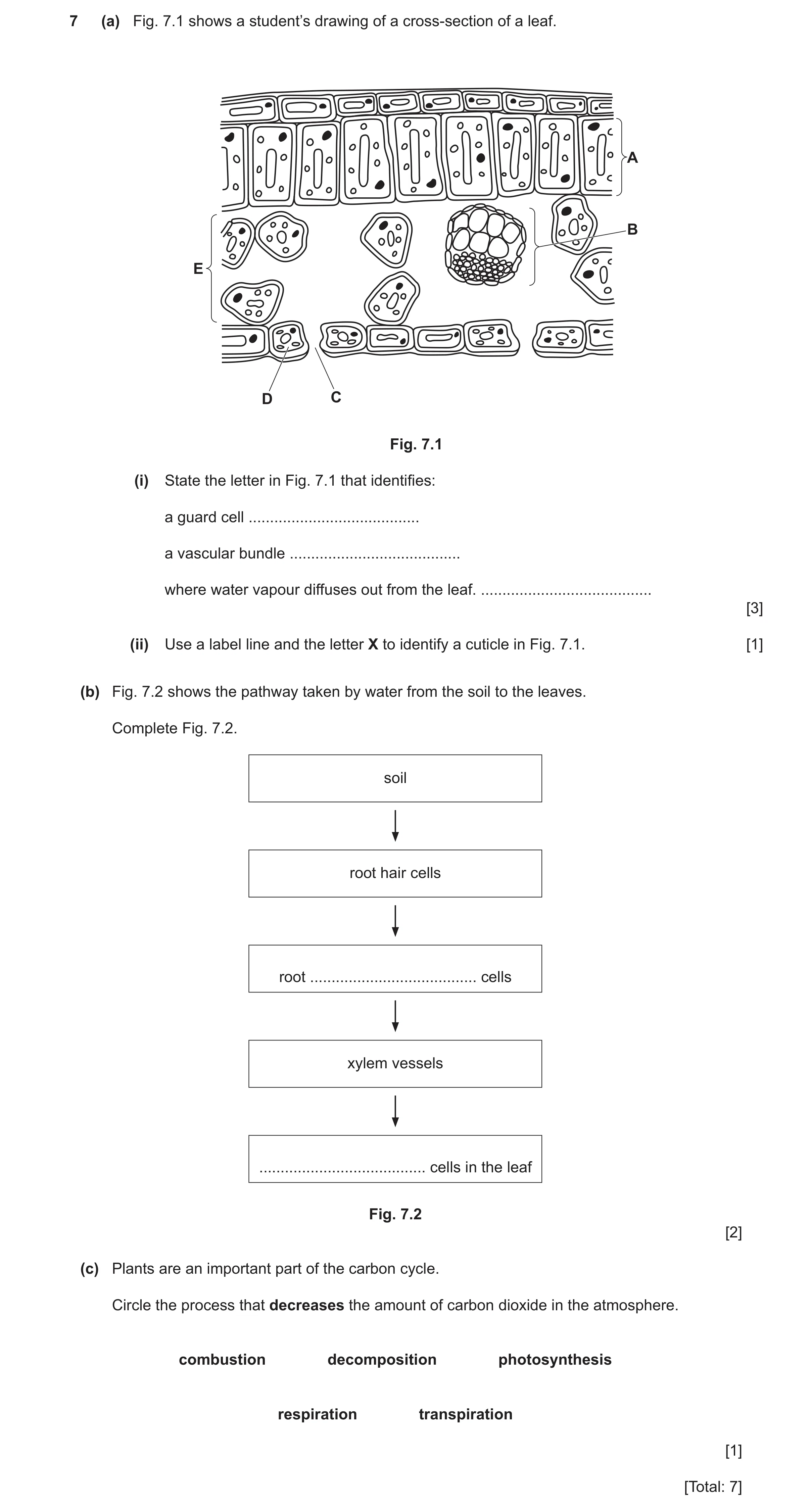 Question 8: (a) Fig. 7.1 shows a student’s drawing of a cross-section of a leaf. A B E D C Fig. 7.1 (i) State the letter in Fig. 7.1 that identifies: a…