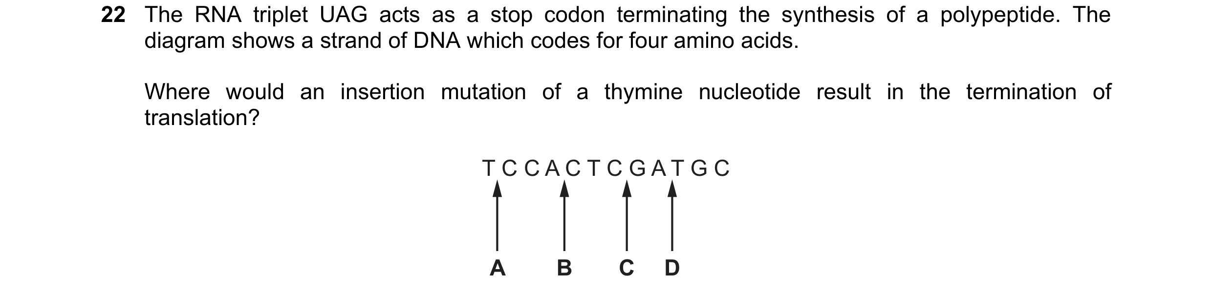 Question 122: The RNA triplet UAG acts as a stop codon terminating the synthesis of a polypeptide. The diagram shows a strand of DNA which codes for four…