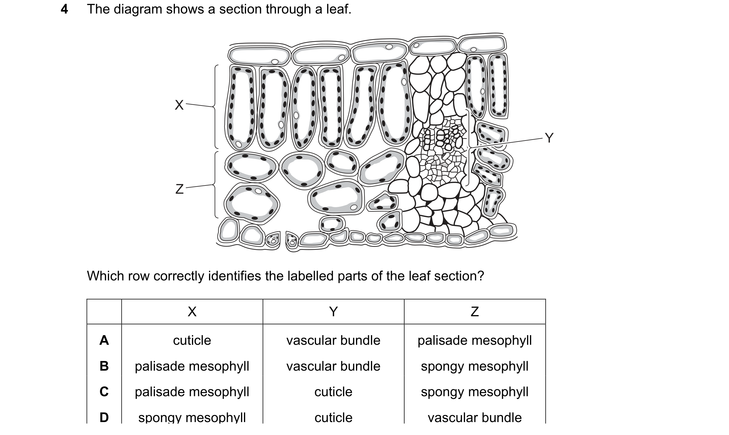 Question 4: The diagram shows a section through a leaf. X Y Z Which row correctly identifies the labelled parts of the leaf section? X Y Z A cuticle va…