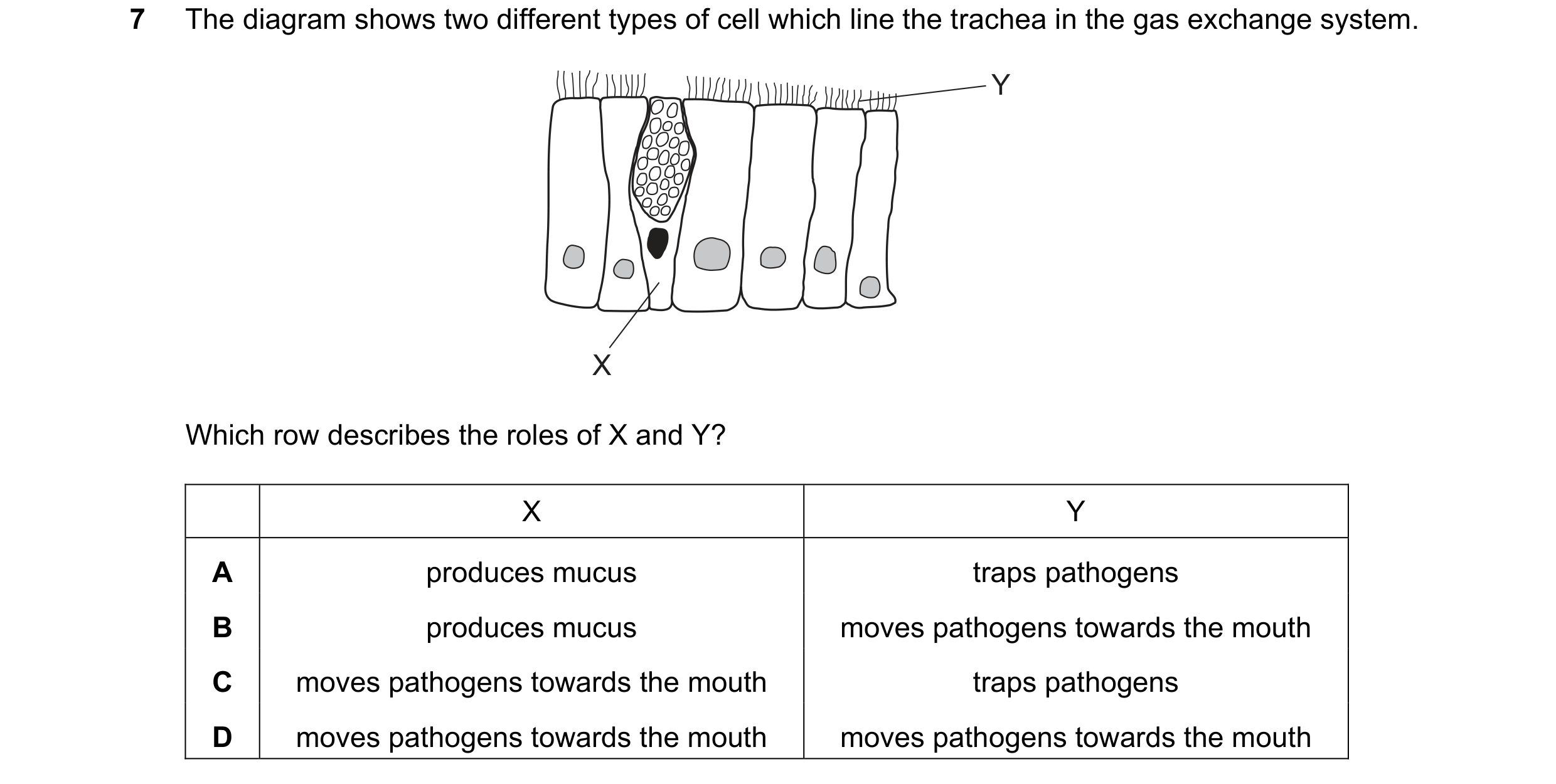 Question 30: The diagram shows two different types of cell which line the trachea in the gas exchange system. Y X Which row describes the roles of X and…