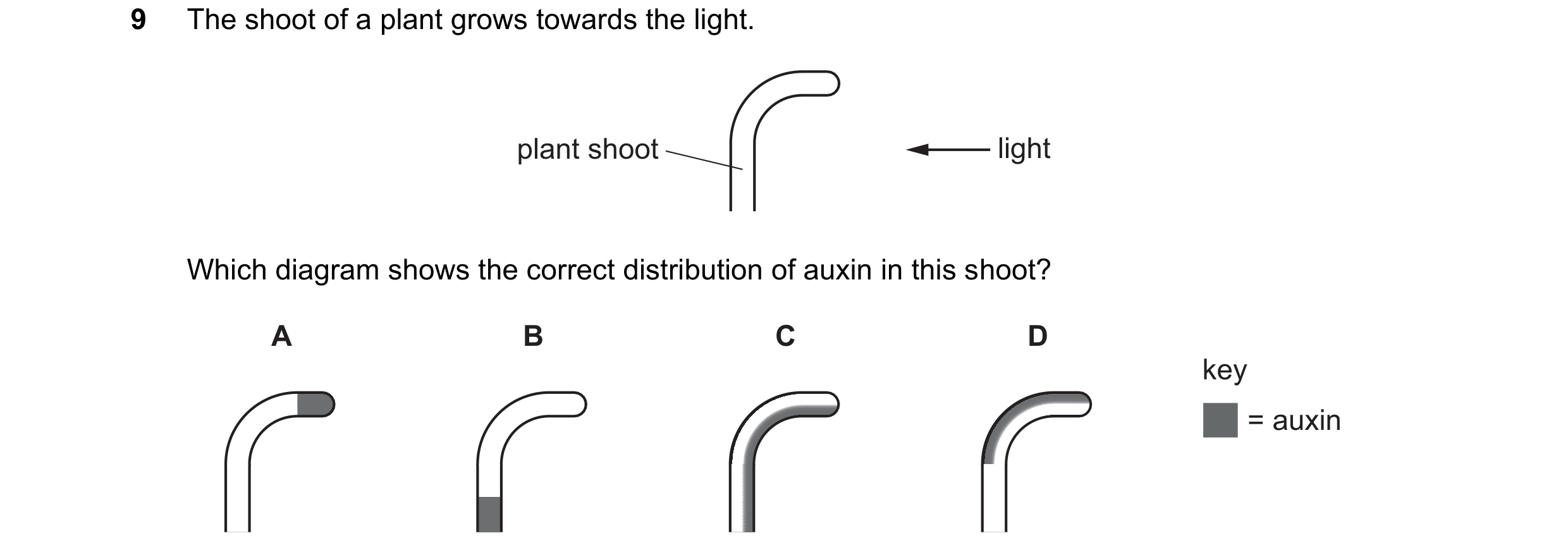 Question 37: The shoot of a plant grows towards the light. plant shoot light Which diagram shows the correct distribution of auxin in this shoot? A B C …