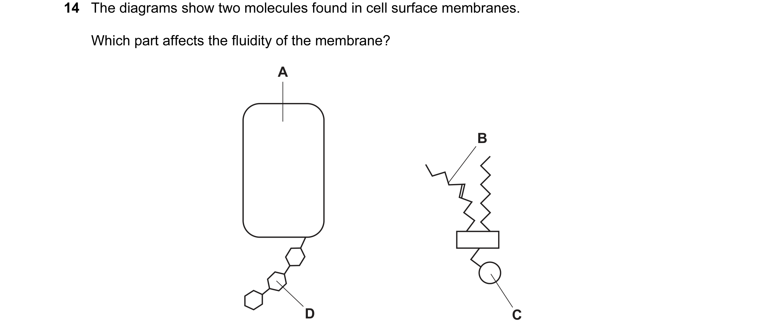 Question 26: The diagrams show two molecules found in cell surface membranes. Which part affects the fluidity of the membrane? A B D C